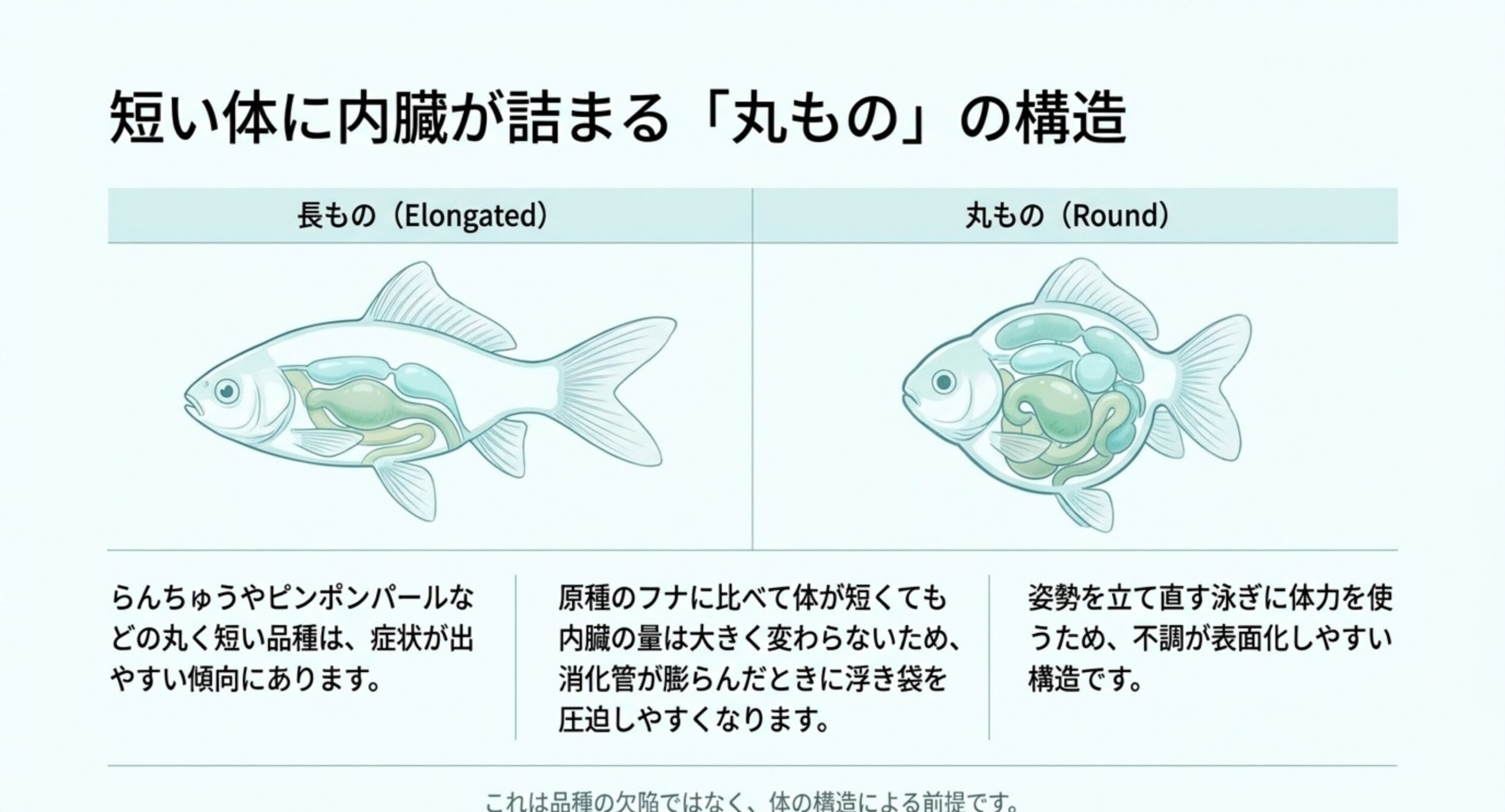 細長い体型の金魚と丸い体型の金魚の内臓の収まり方を左右に並べて比べた図のスライド