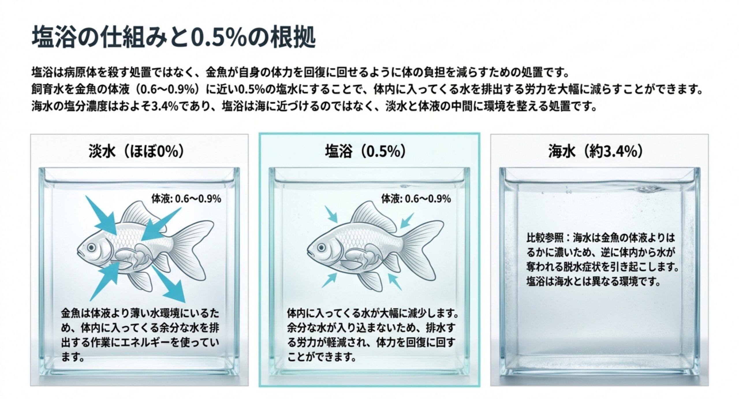 淡水・塩浴0.5%・海水約3.4%の3つを並べ、金魚の体液0.6〜0.9%との差で水の出入りが変わることを示したスライド