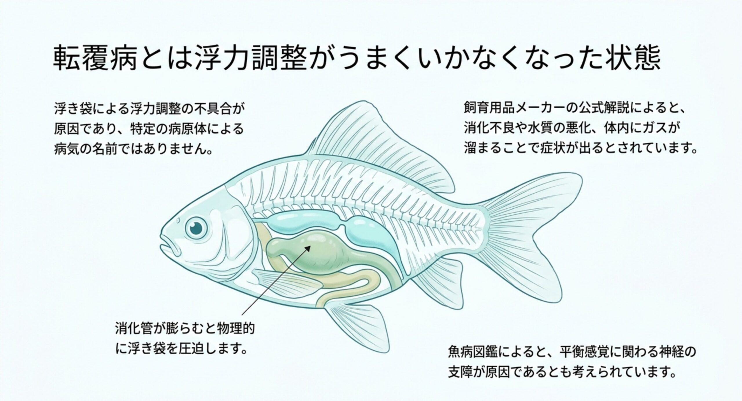 金魚の浮き袋と消化管の位置関係を示し、消化管が膨らむと浮き袋を圧迫することを説明した断面図のスライド