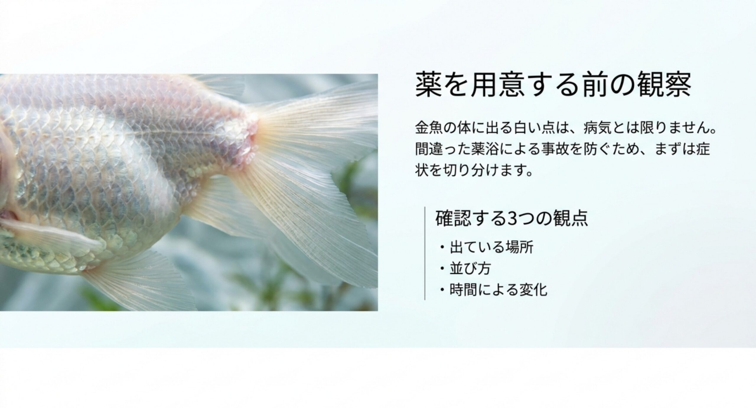 金魚の体に出た白い点について、出ている場所・並び方・時間による変化の3つを確認すると示したスライド