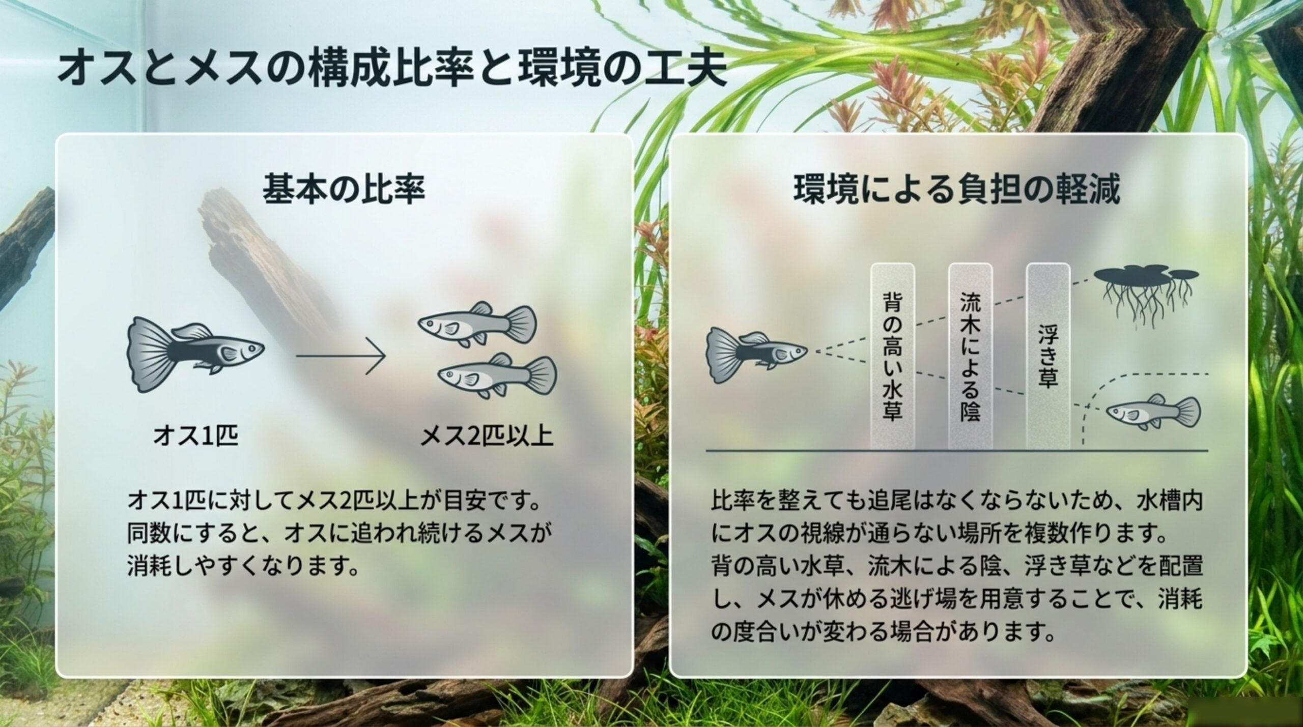 オス1匹に対してメス2匹以上という基本の比率と、背の高い水草や流木の陰、浮き草でメスの逃げ場を複数作るという工夫を示したスライド
