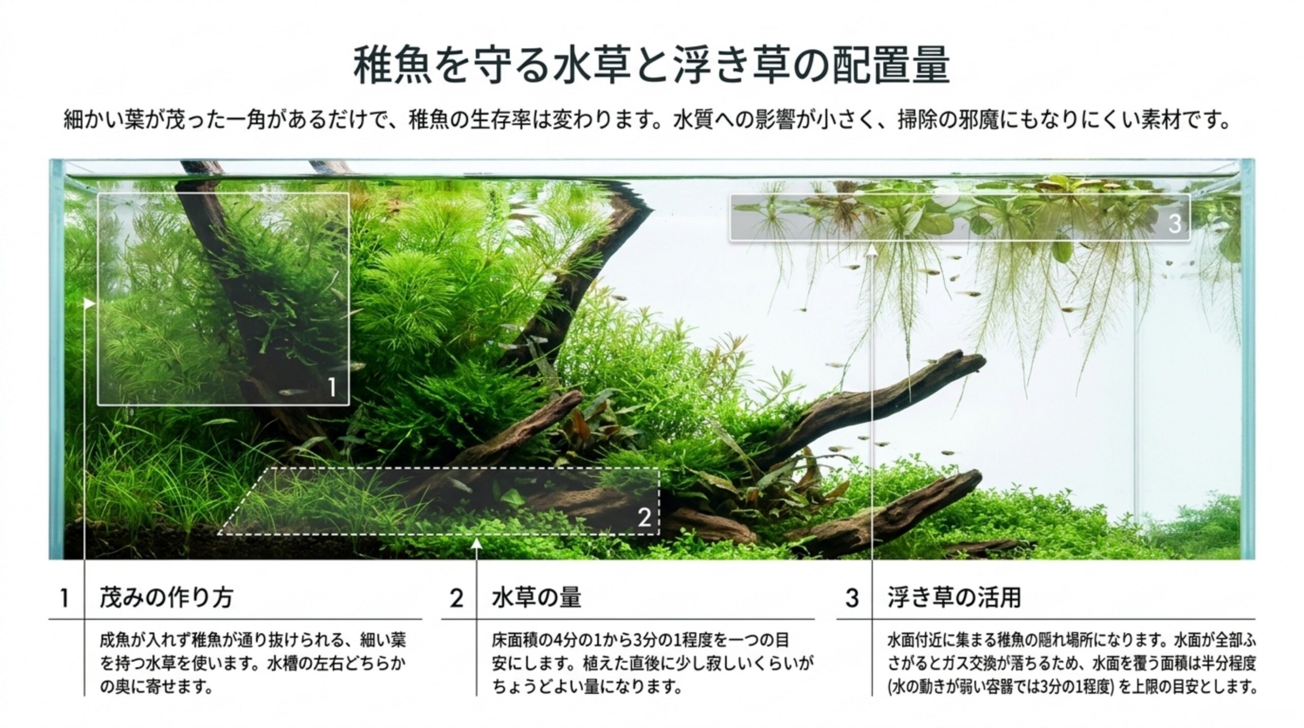 細かい葉の茂みを奥に作ること、水草の量は床面積の4分の1から3分の1、浮き草は水面の半分(水の動きが弱い容器では3分の1)までという配置量を示したスライド