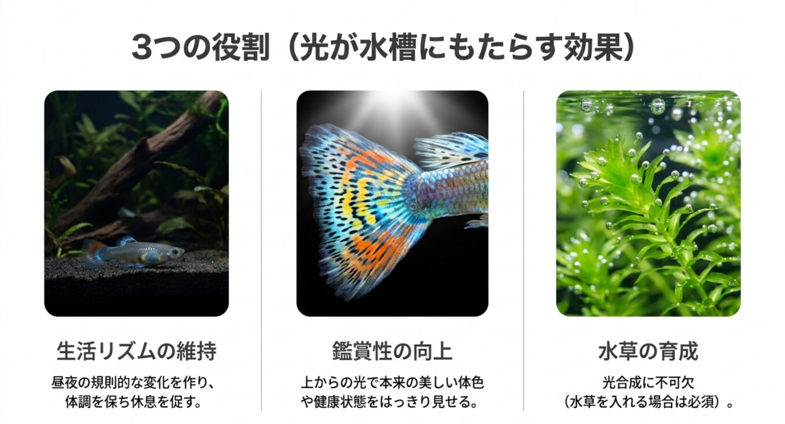 水槽の照明が果たす役割を、生活リズムの維持・鑑賞性の向上・水草の育成の3つに分けて写真つきで示したスライド