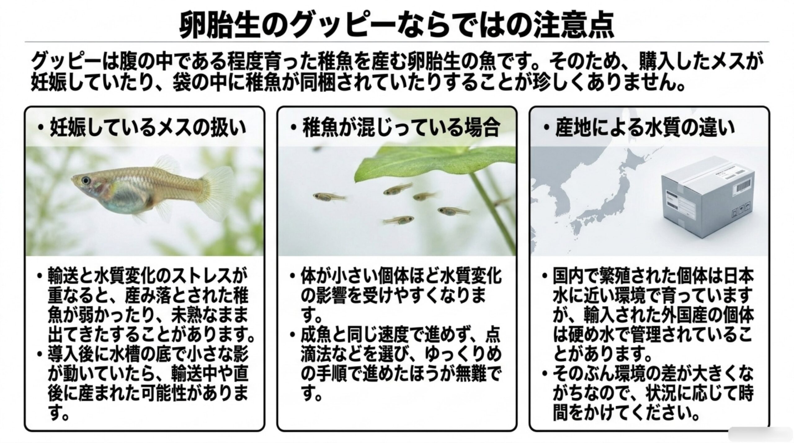 妊娠しているメスの扱い、稚魚が混じっている場合の進め方、産地による水質の違いという3つの注意点をまとめたスライド