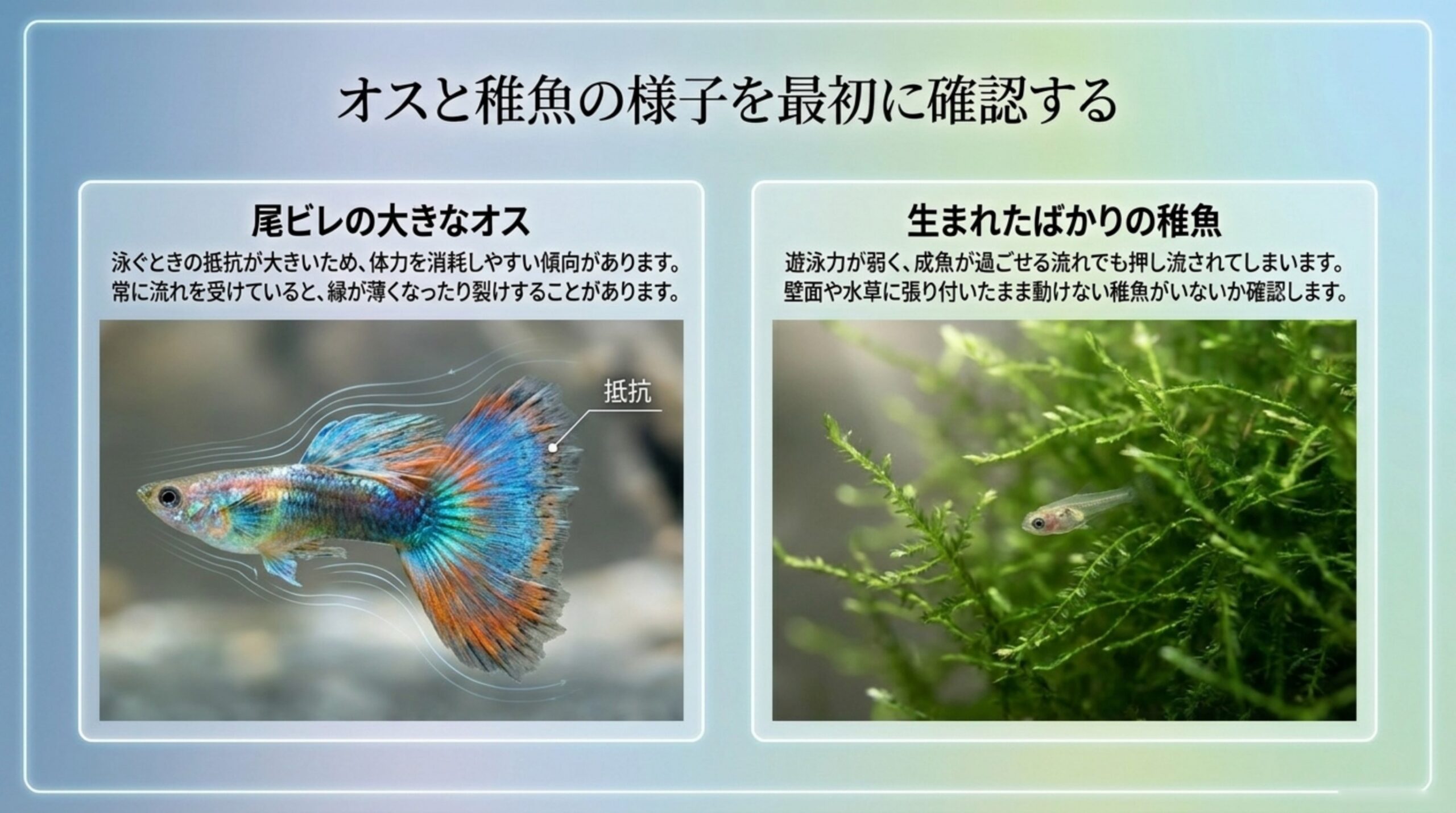 尾ビレの大きなオスは泳ぐときの抵抗が大きく体力を消耗しやすいこと、生まれたばかりの稚魚は遊泳力が弱く押し流されることを写真とともに説明したスライド