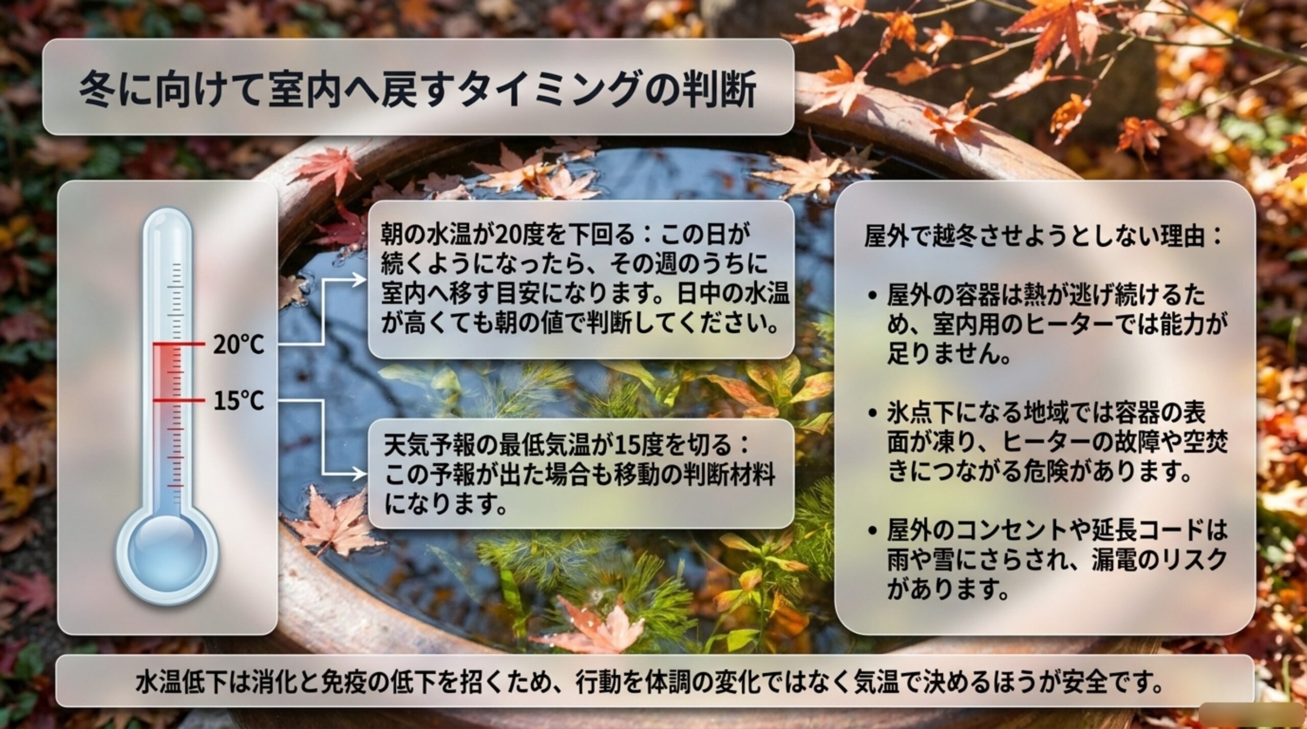 朝の水温が20度を下回る日が続いたら室内へ移すという判断基準と、屋外で越冬させようとしない3つの理由を示したスライド
