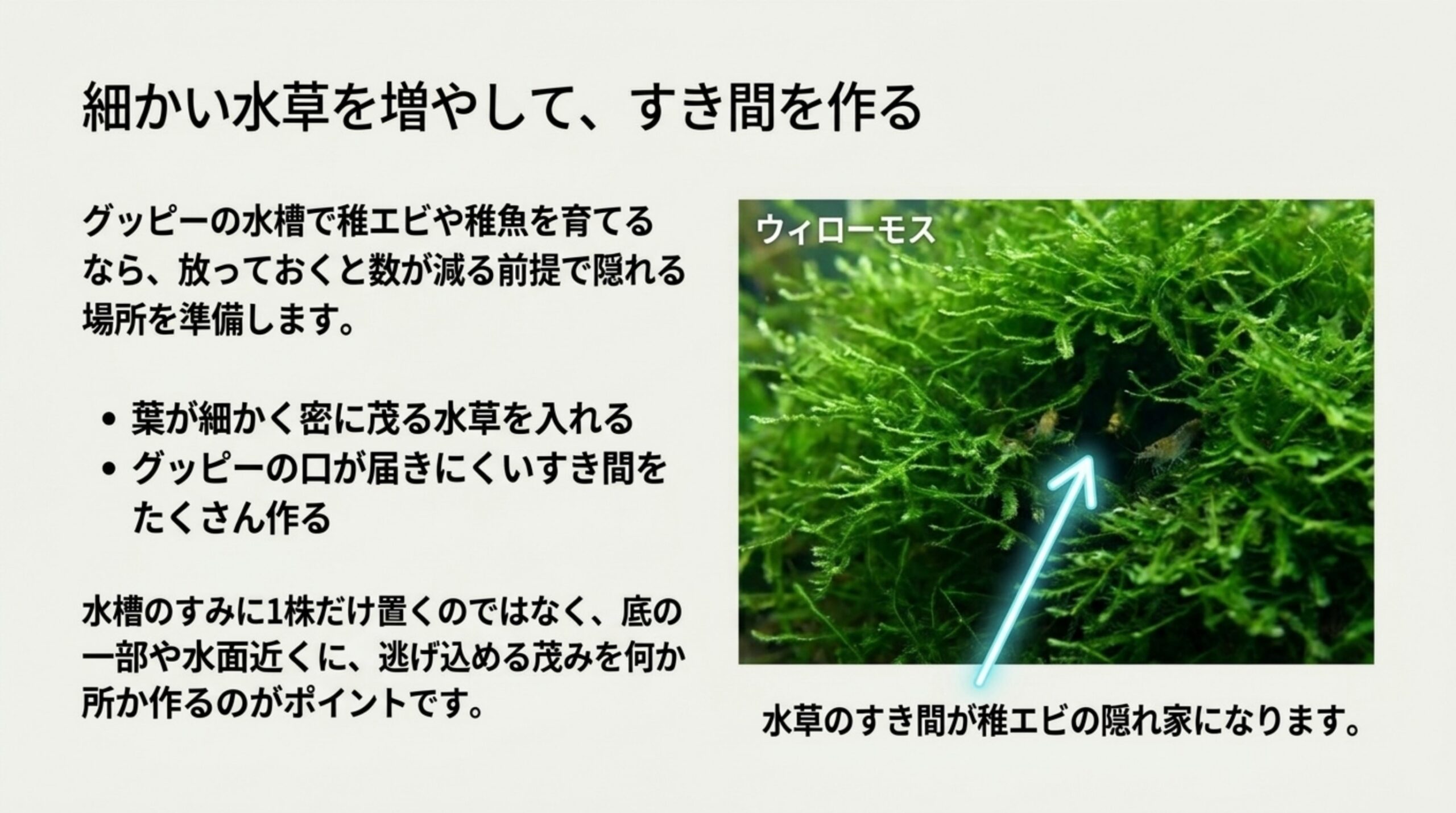 ウィローモスのすき間に稚エビが隠れる写真と、細かい水草で逃げ込める茂みを何か所か作るポイントをまとめたスライド