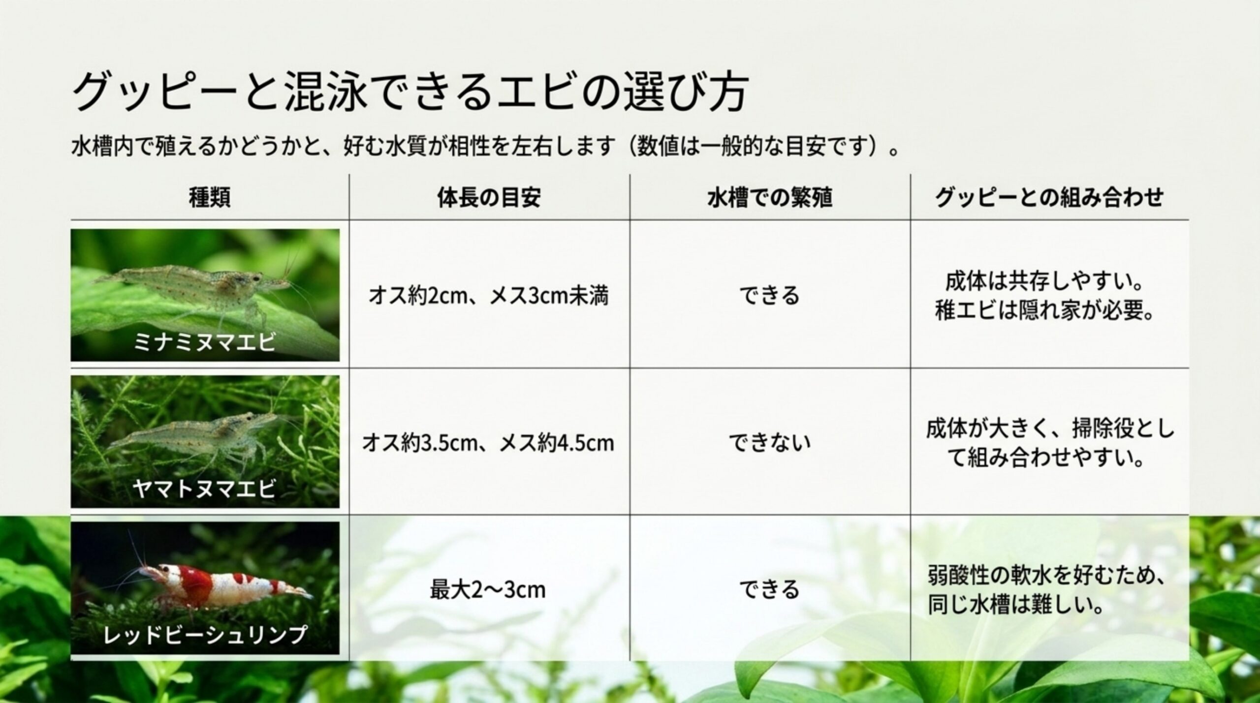 ミナミヌマエビ・ヤマトヌマエビ・レッドビーシュリンプの体長の目安、水槽での繁殖の可否、グッピーとの組み合わせを比べた表のスライド