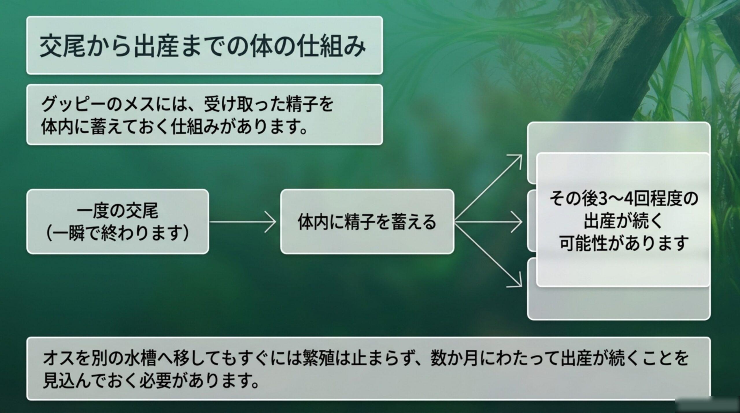一度の交尾でメスが体内に精子を蓄え、その後3回から4回程度の出産が続く可能性があるという流れを図解したスライド