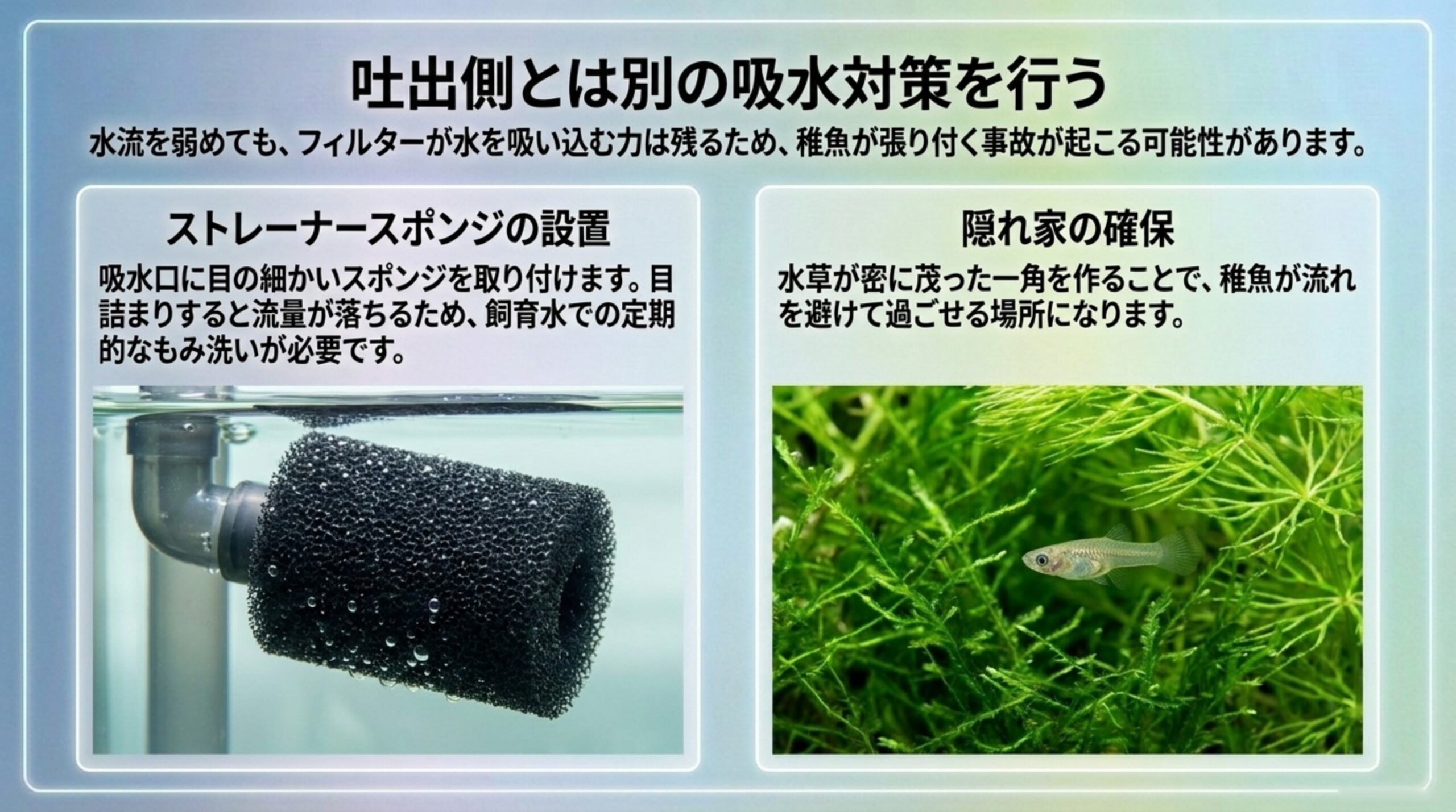 吸水口へ目の細かいストレーナースポンジを取り付けることと、水草が密に茂った一角を作って稚魚の隠れ家を確保することを写真で示したスライド