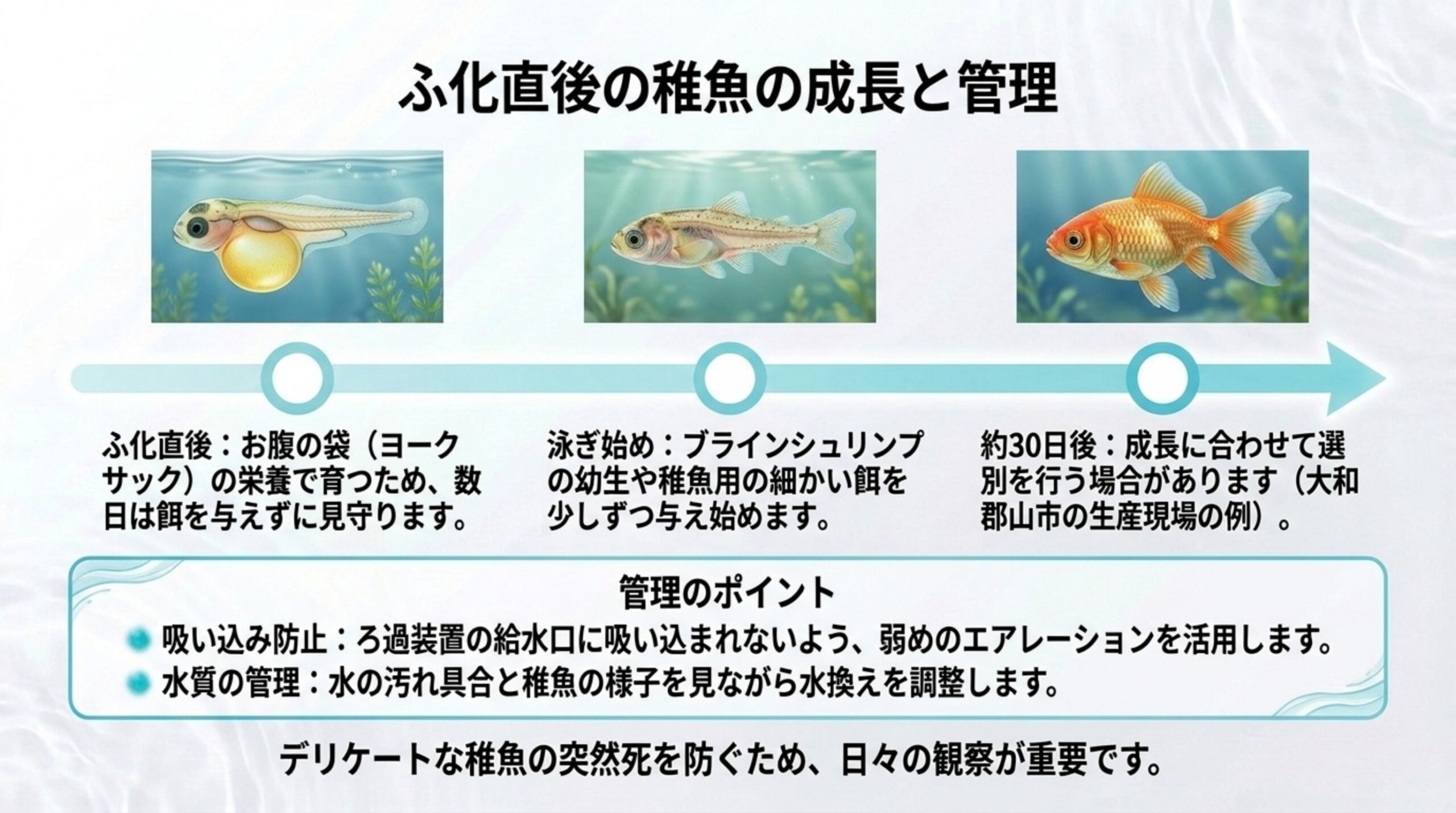 ふ化直後はヨークサックの栄養で育つので数日は餌を与えず、泳ぎ始めたらブラインシュリンプの幼生や稚魚用の細かい餌を少しずつ与え、約30日後に選別する生産現場の例と、吸い込み防止と水換えの調整を示したスライド