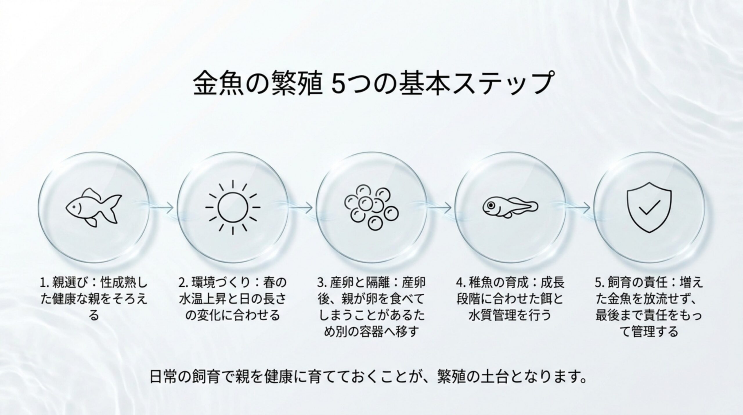 性成熟した健康な親をそろえる、春の水温上昇と日の長さの変化に合わせる、親が卵を食べるので卵を別の容器へ移す、稚魚の餌と水質を管理する、増えた金魚を放流せず最後まで管理する、の5つの流れを並べたスライド