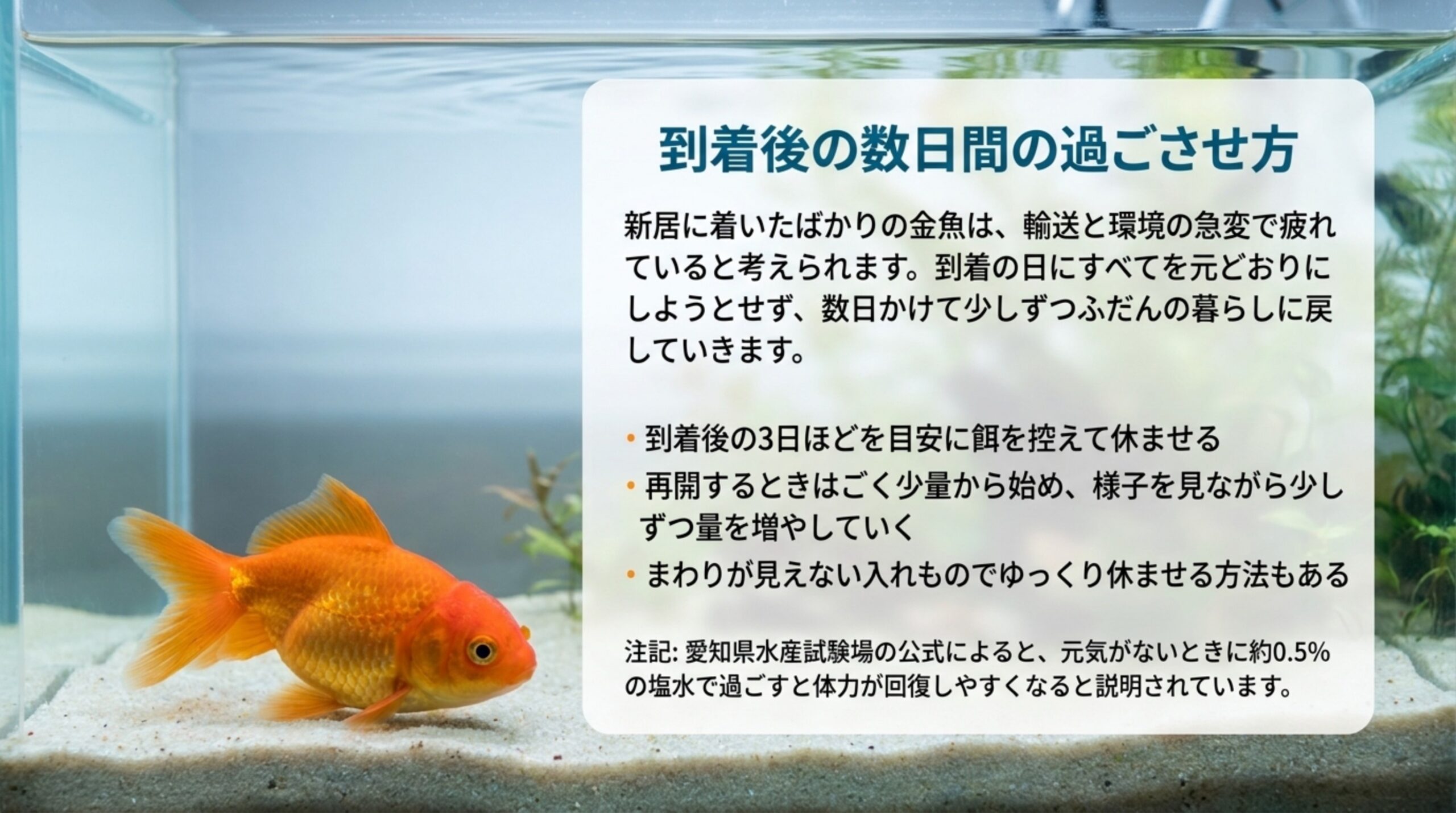 新居に着いた金魚は輸送で疲れているので、数日は餌を控えて休ませ、再開はごく少量から始め、まわりが見えない入れもので休ませる方法もあることを示したスライド