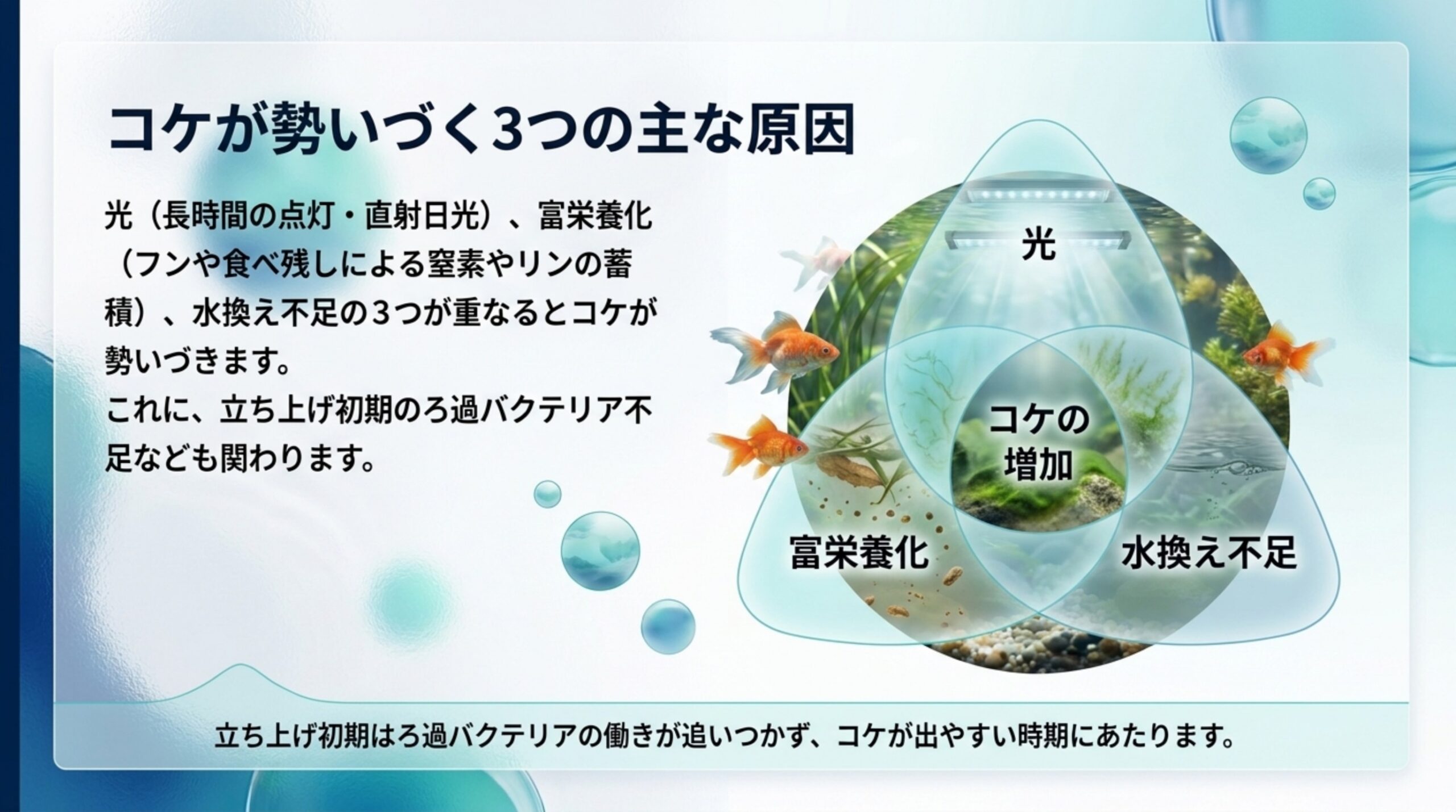 光・富栄養化・水換え不足の3つが重なるとコケが勢いづくことと、立ち上げ初期のろ過バクテリア不足も関わることを示した図のスライド