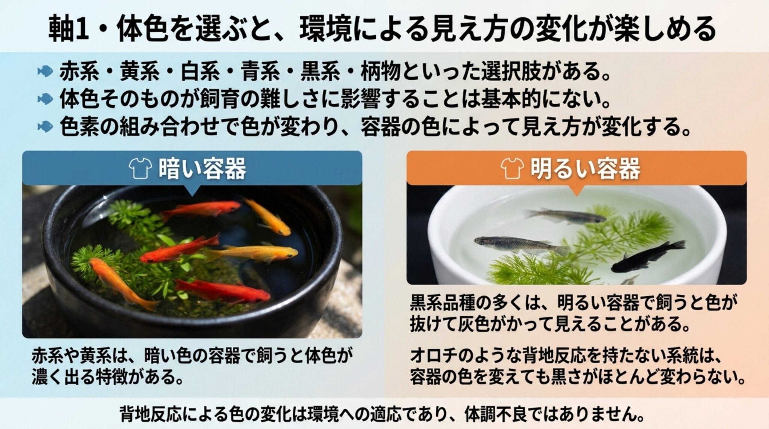 暗い容器の赤いメダカと明るい容器の黒いメダカを並べ、背地反応で体色の見え方が変わることを示したスライド