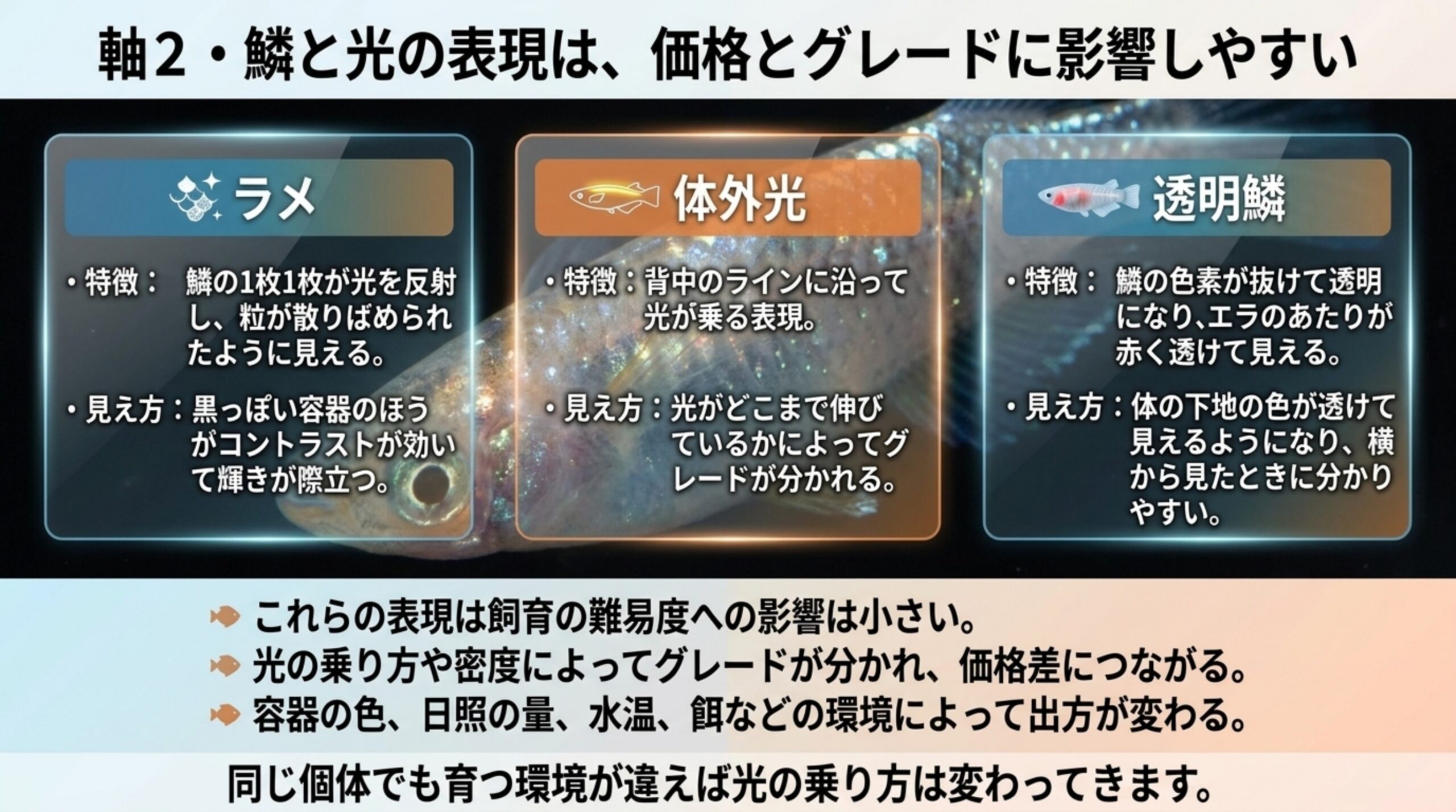 ラメ・体外光・透明鱗という3つの光の表現について、特徴と見え方の違いを並べたスライド
