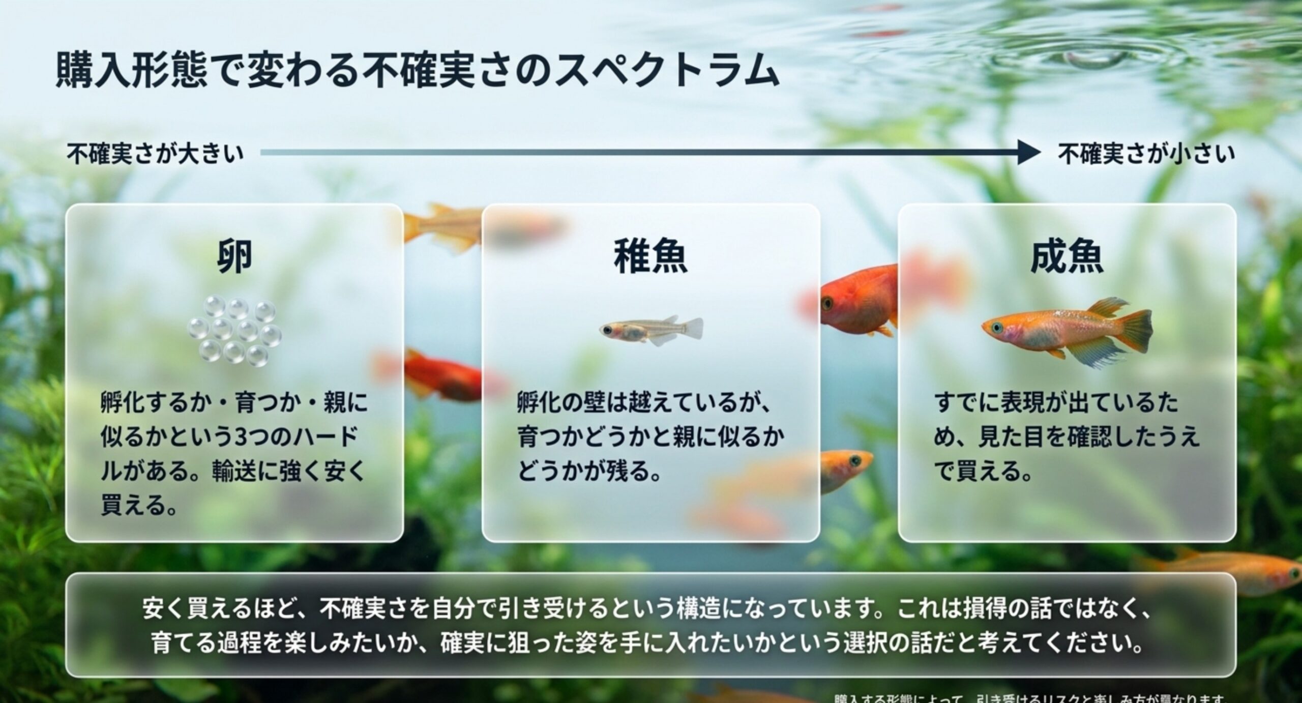 卵から稚魚、成魚へと購入形態が進むほど不確実さが小さくなる関係を左右に並べたスライド
