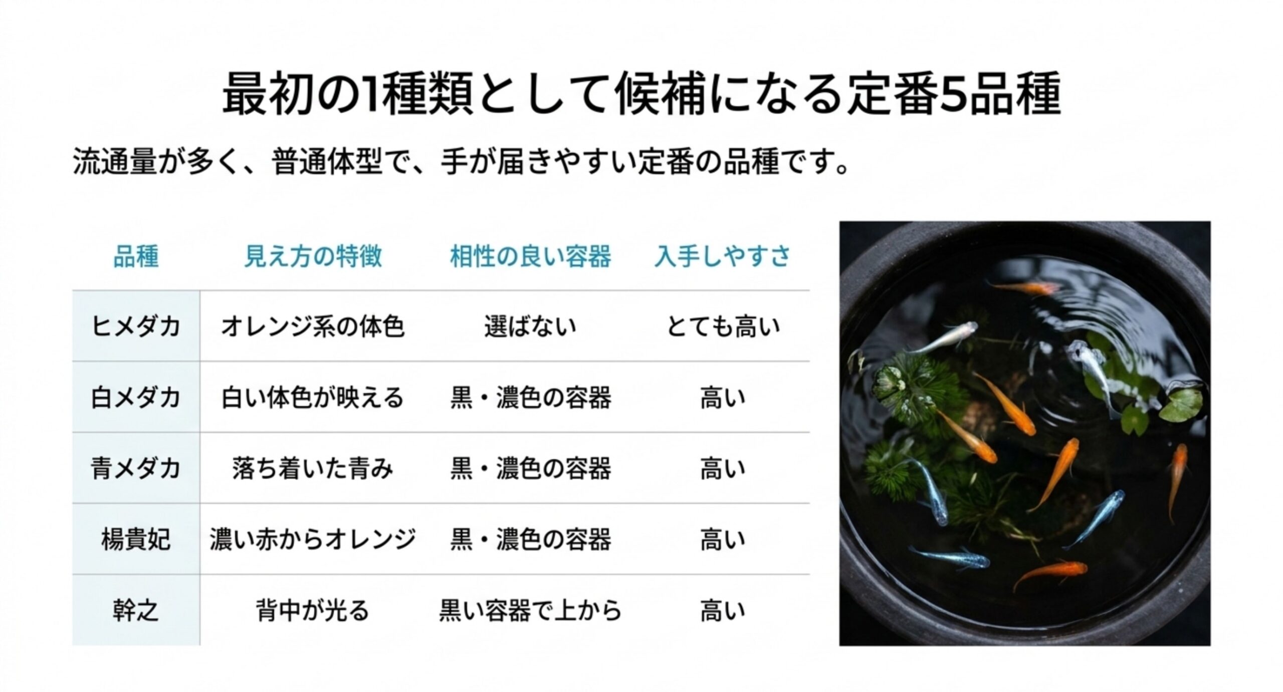 ヒメダカ・白メダカ・青メダカ・楊貴妃・幹之の見え方と相性の良い容器、入手しやすさを並べた比較表のスライド