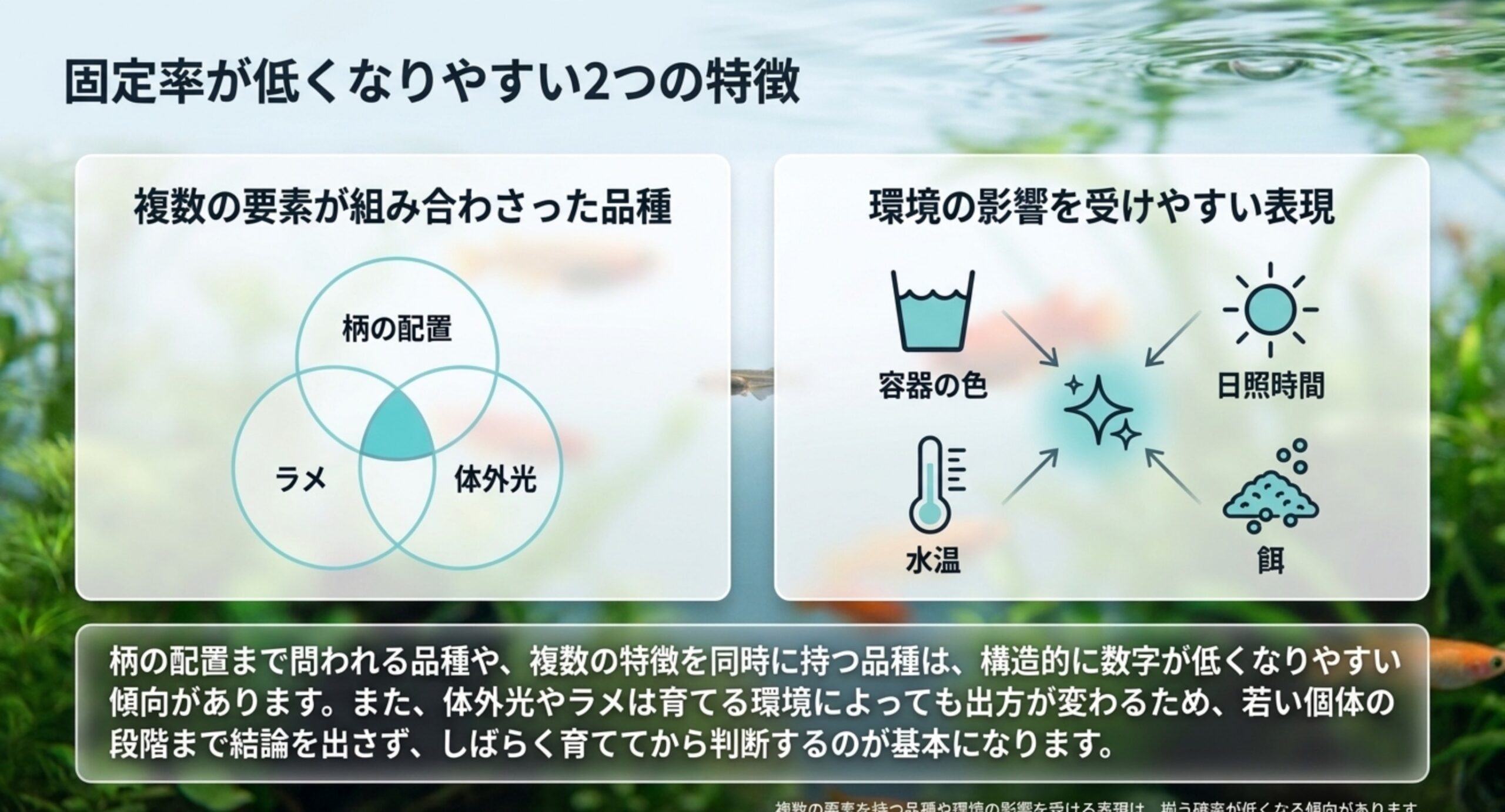 複数の要素が組み合わさった品種と、容器の色や日照など環境の影響を受けやすい表現の2つを並べたスライド