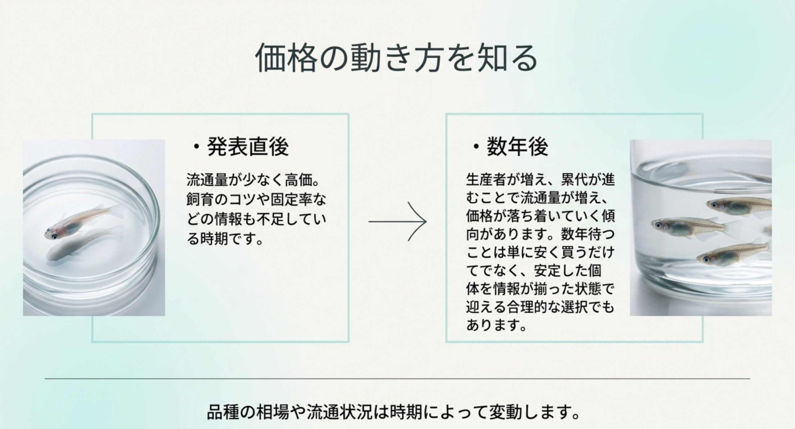 発表直後は流通量が少なく高価で、数年後は生産者が増えて価格が落ち着く流れを左右で比べたスライド