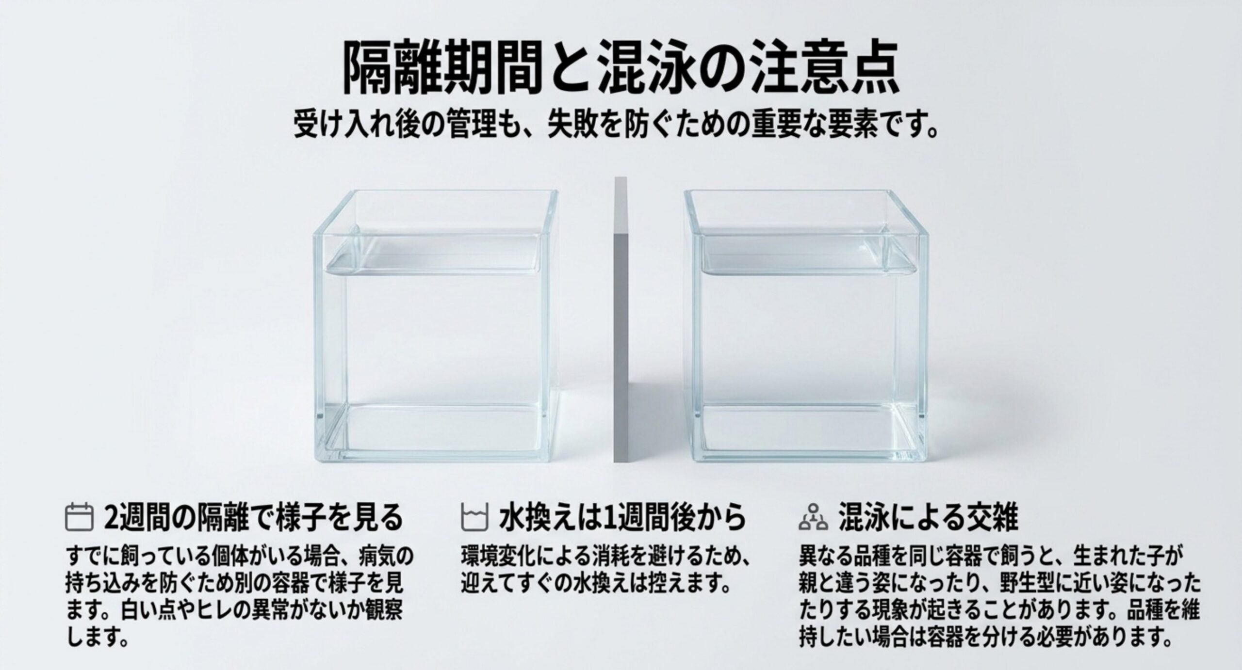 2つの容器を仕切りで分けた写真とともに、2週間の隔離・水換えの時期・混泳による交雑の注意をまとめたスライド