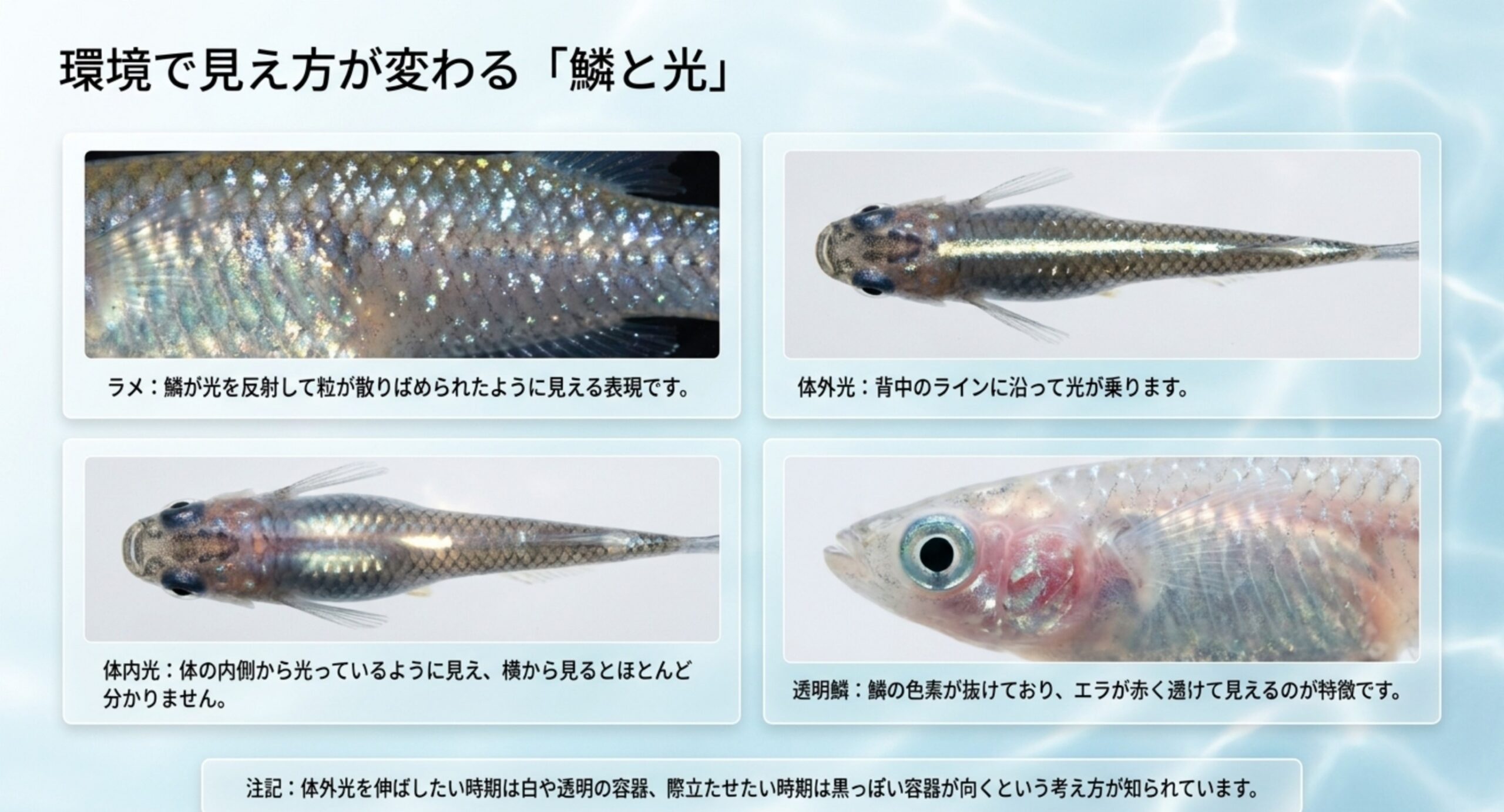 ラメ・体外光・体内光・透明鱗の4つの表現を、それぞれの見え方の写真とともに並べたスライド