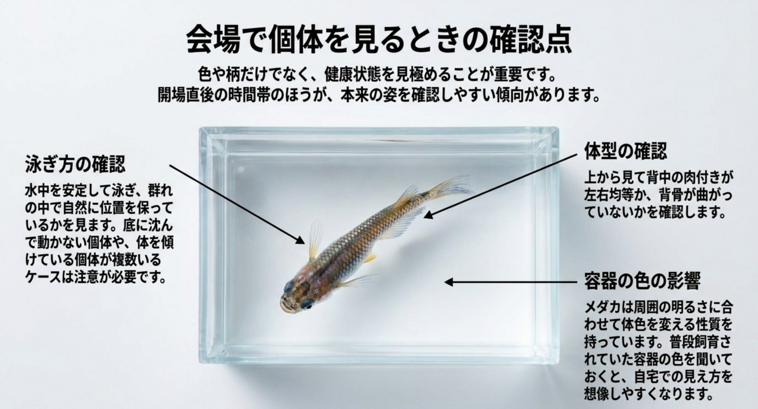 透明な観賞ケースのメダカを中央に置き、泳ぎ方・体型・展示容器の色という3つの確認点を引き出し線で示したスライド