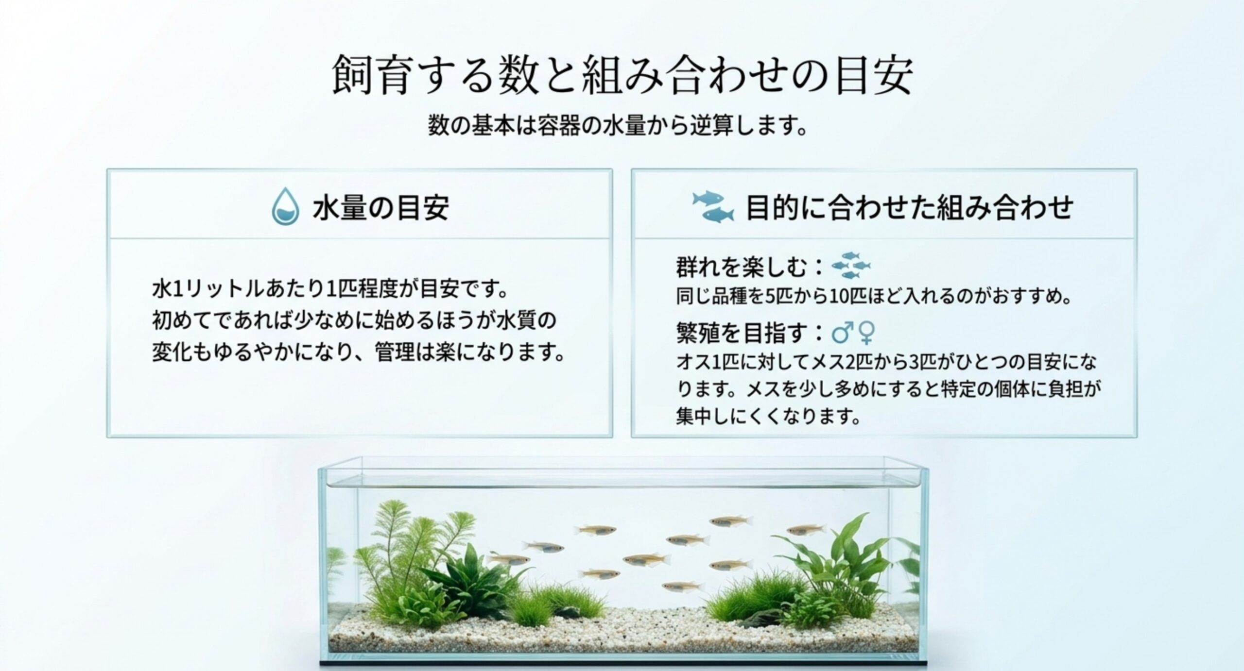 水1リットルあたり1匹という水量の目安と、群れを楽しむ場合・繁殖を目指す場合の匹数と雌雄比をまとめたスライド