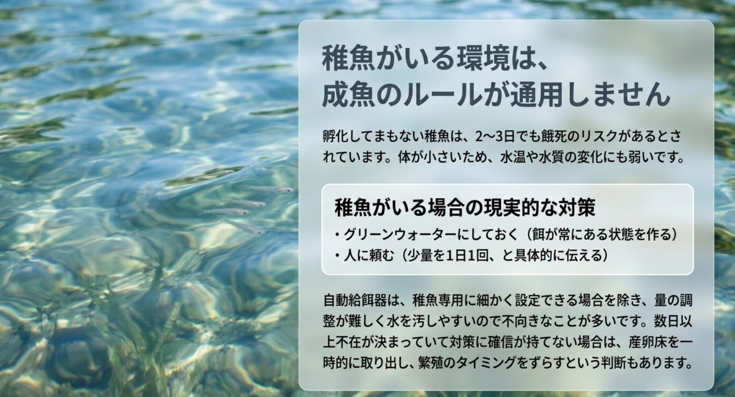 水面近くを泳ぐメダカの稚魚の写真とともに、稚魚は2から3日でも餓死のリスクがあることと現実的な対策を示したスライド