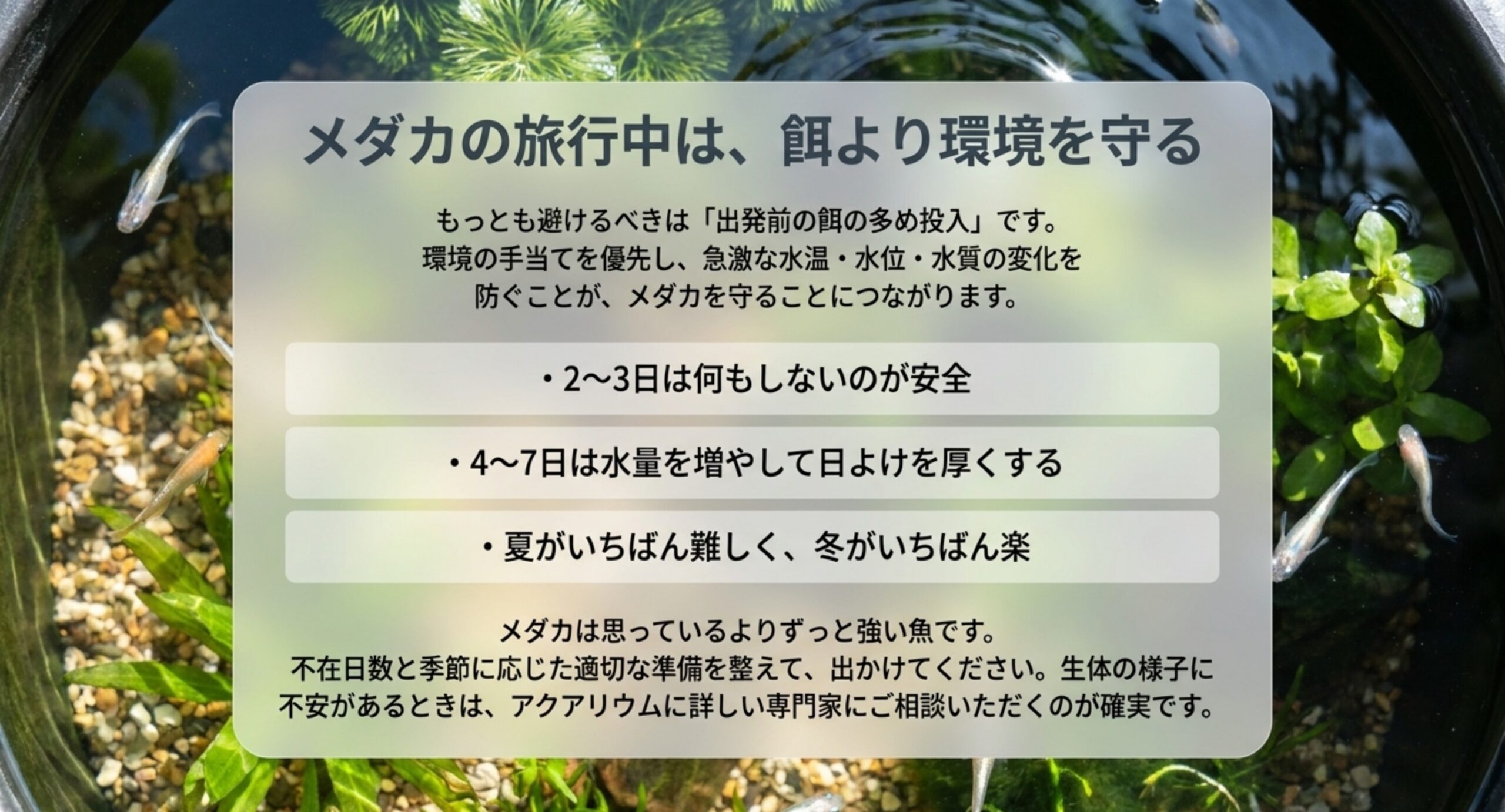 屋外の容器で泳ぐメダカを背景に、出発前の餌の入れすぎを避けることと日数別の要点をまとめたスライド