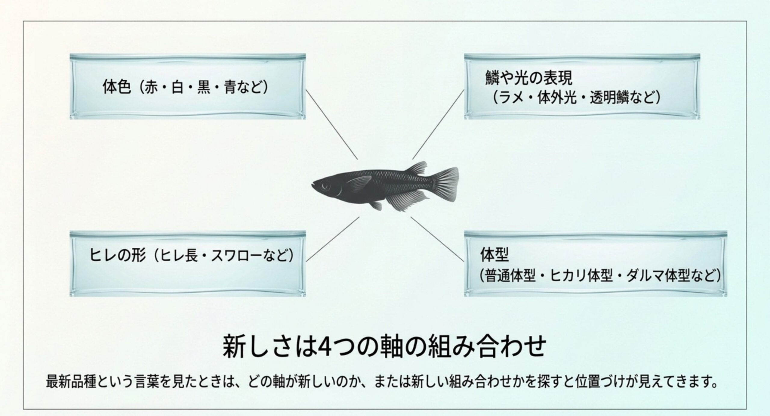体色・鱗や光の表現・ヒレの形・体型という4つの軸を1匹のメダカの周りに並べた図のスライド