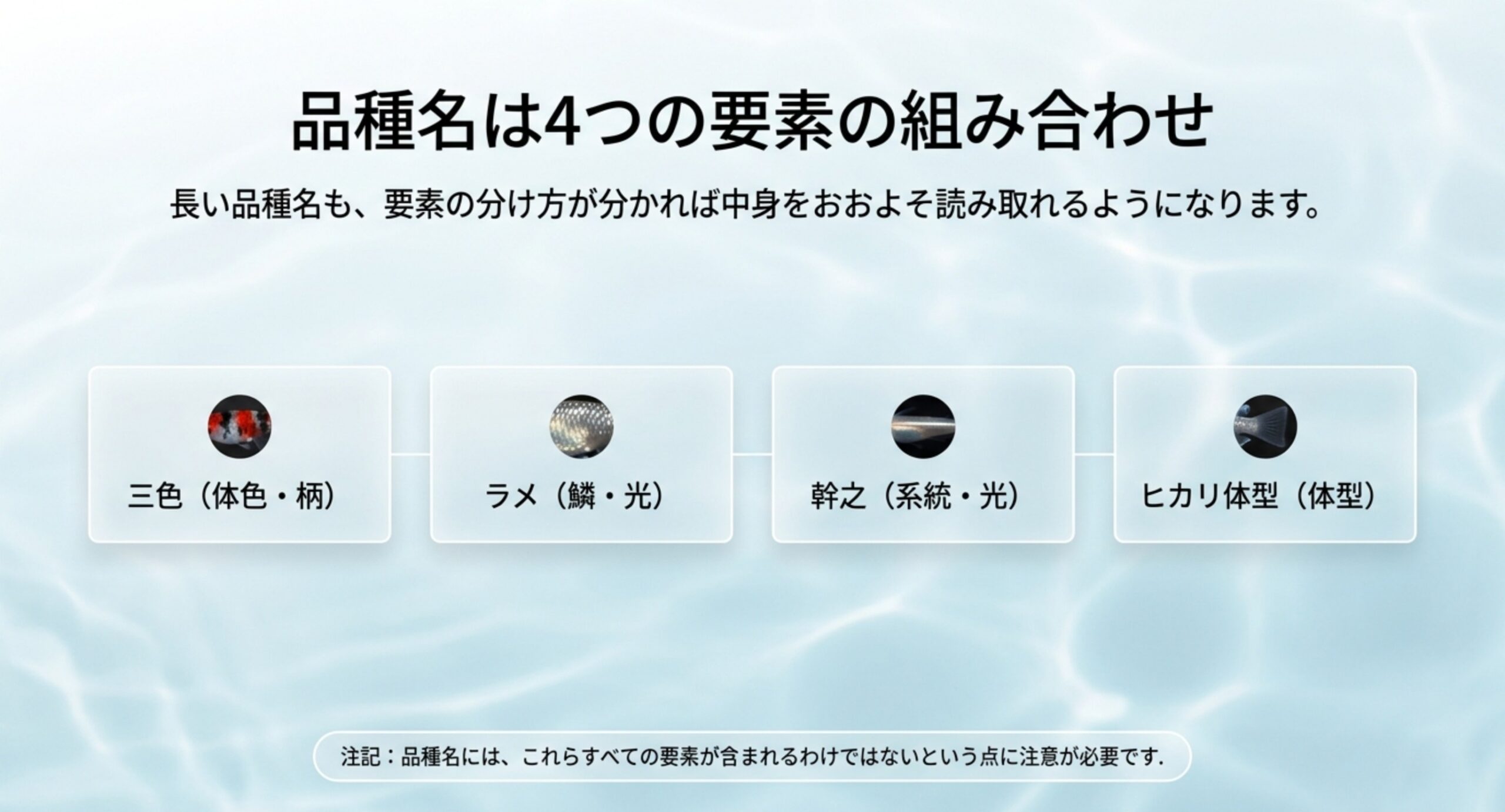 三色(体色・柄)・ラメ(鱗・光)・幹之(系統・光)・ヒカリ体型(体型)と品種名を4つに分解した図のスライド