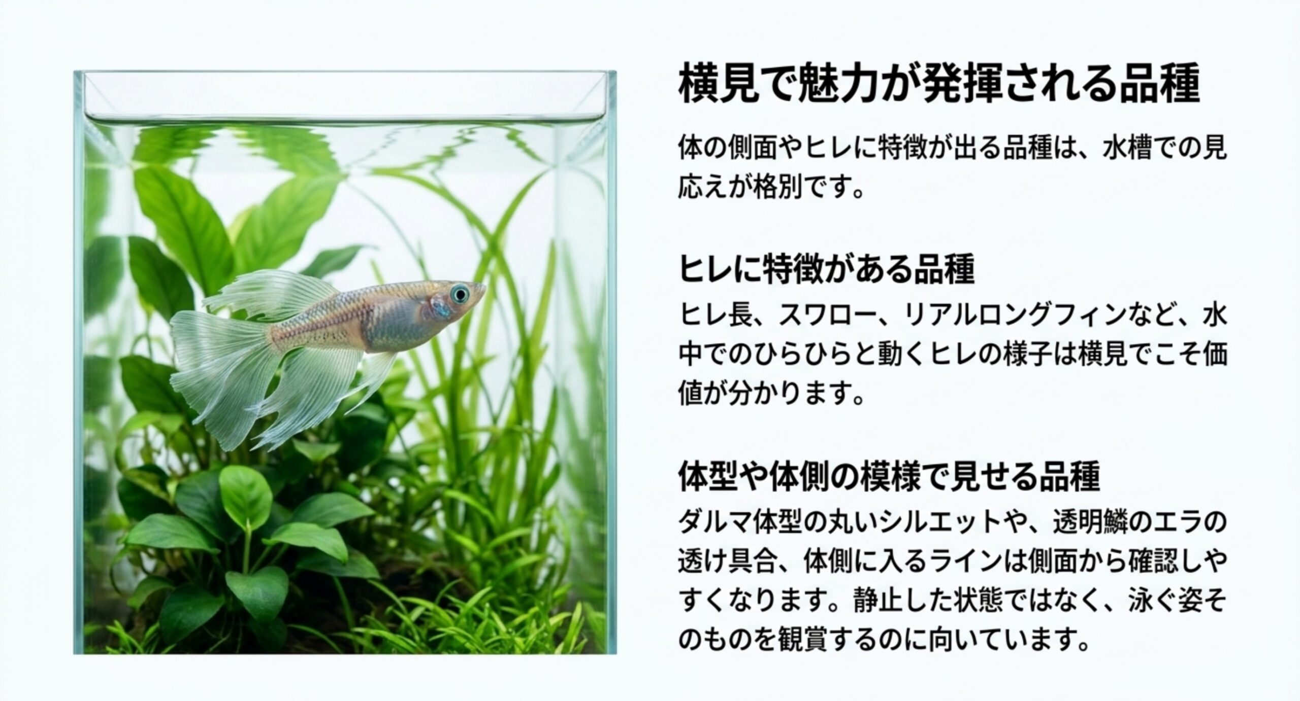 水槽を横から見たヒレの長いメダカの写真とともに、ヒレの表現と体型・体側の模様の見どころをまとめたスライド