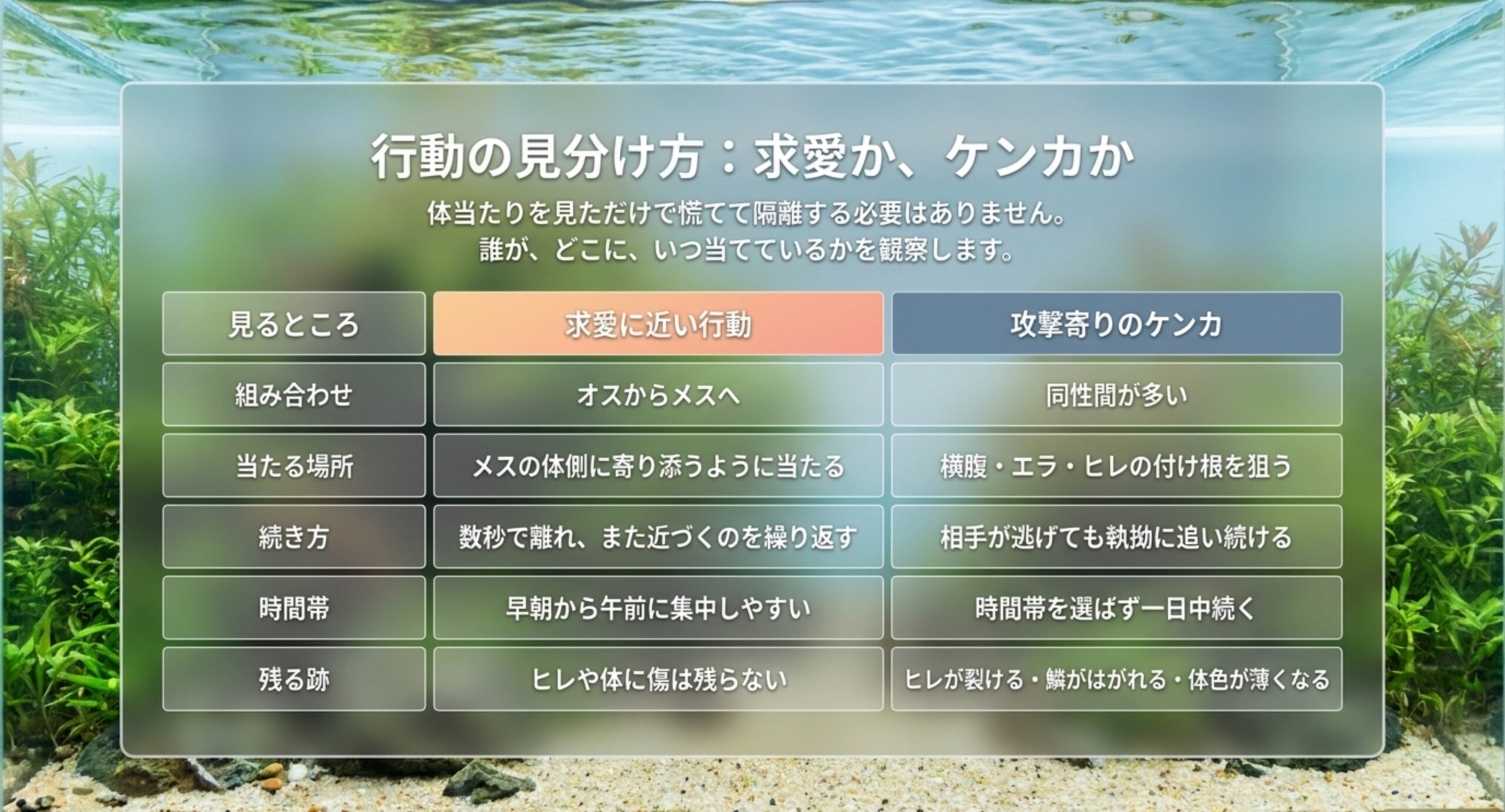 求愛かケンカかの見分け方 組み合わせ・当たる場所・続き方・時間帯・残る跡で求愛と攻撃寄りの体当たりを比べた表