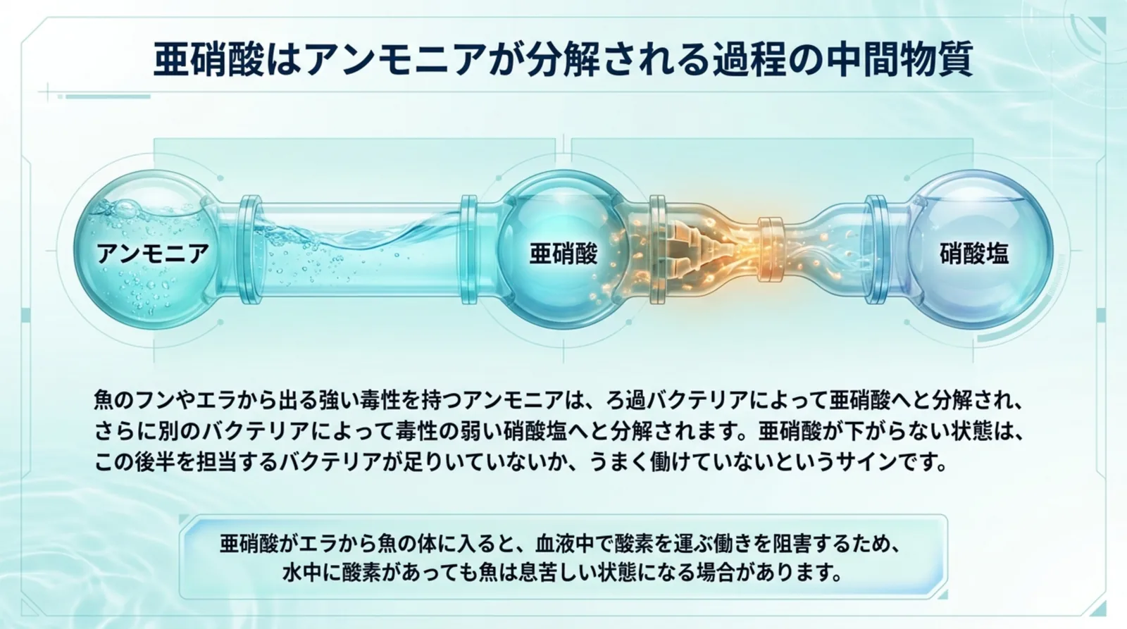 アンモニアが亜硝酸を経て硝酸塩へ分解される流れと、亜硝酸が魚の血液の酸素を運ぶ働きをじゃますることを示す図解