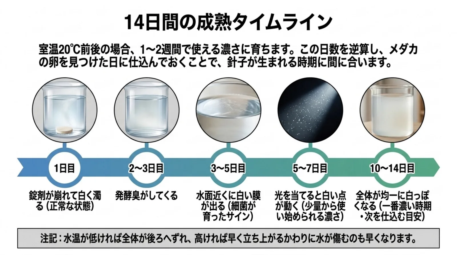 1日目の白い濁りから、3〜5日目の水面の白い膜、5〜7日目に光で白い点が見える段階、10〜14日目の最も濃い時期までを時間軸に並べたスライド