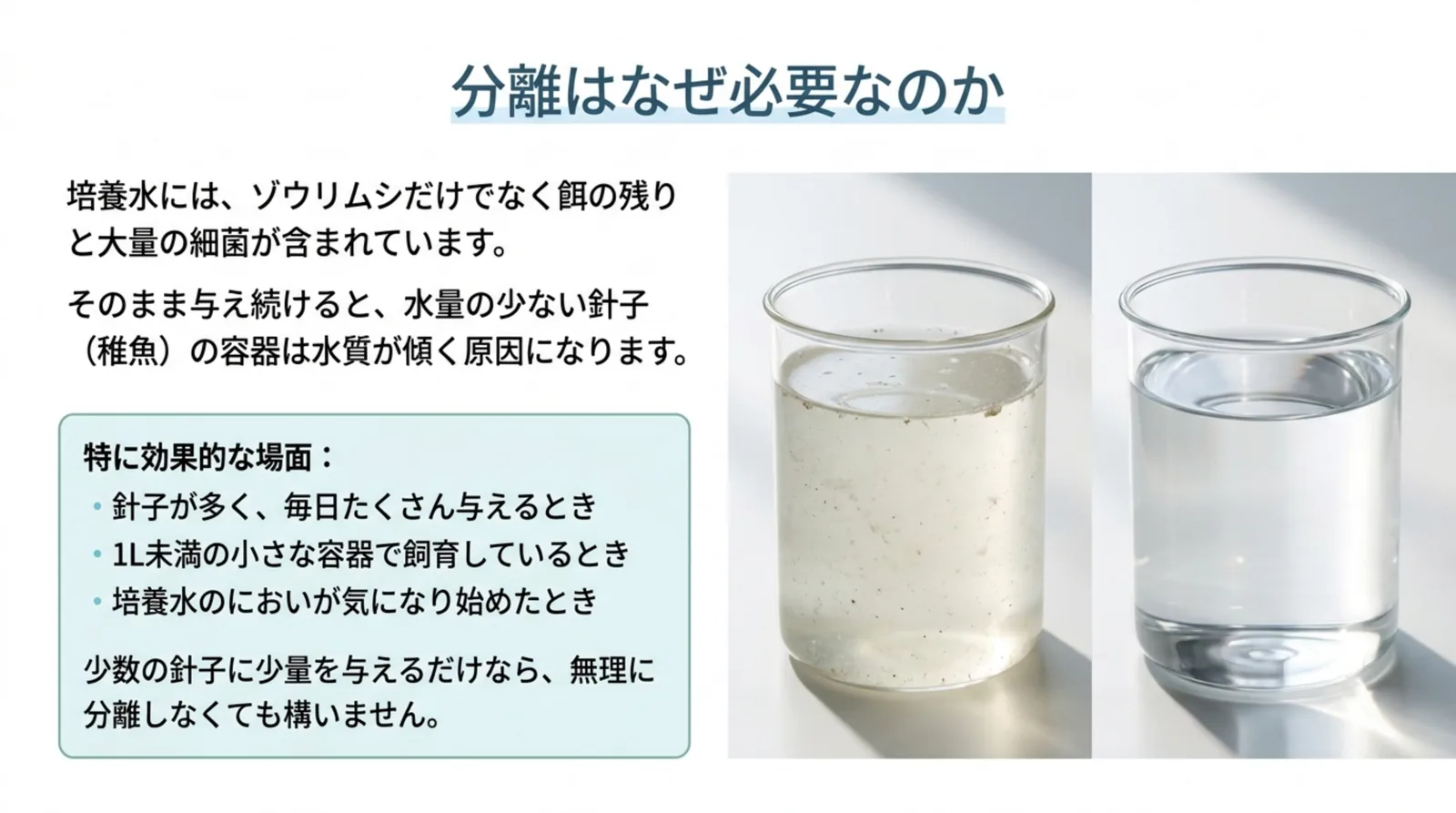 餌の残りで濁った培養水と澄んだ水のビーカーを並べ、針子の容器の水質が傾く理由と分離が特に効く3つの場面を示したスライド