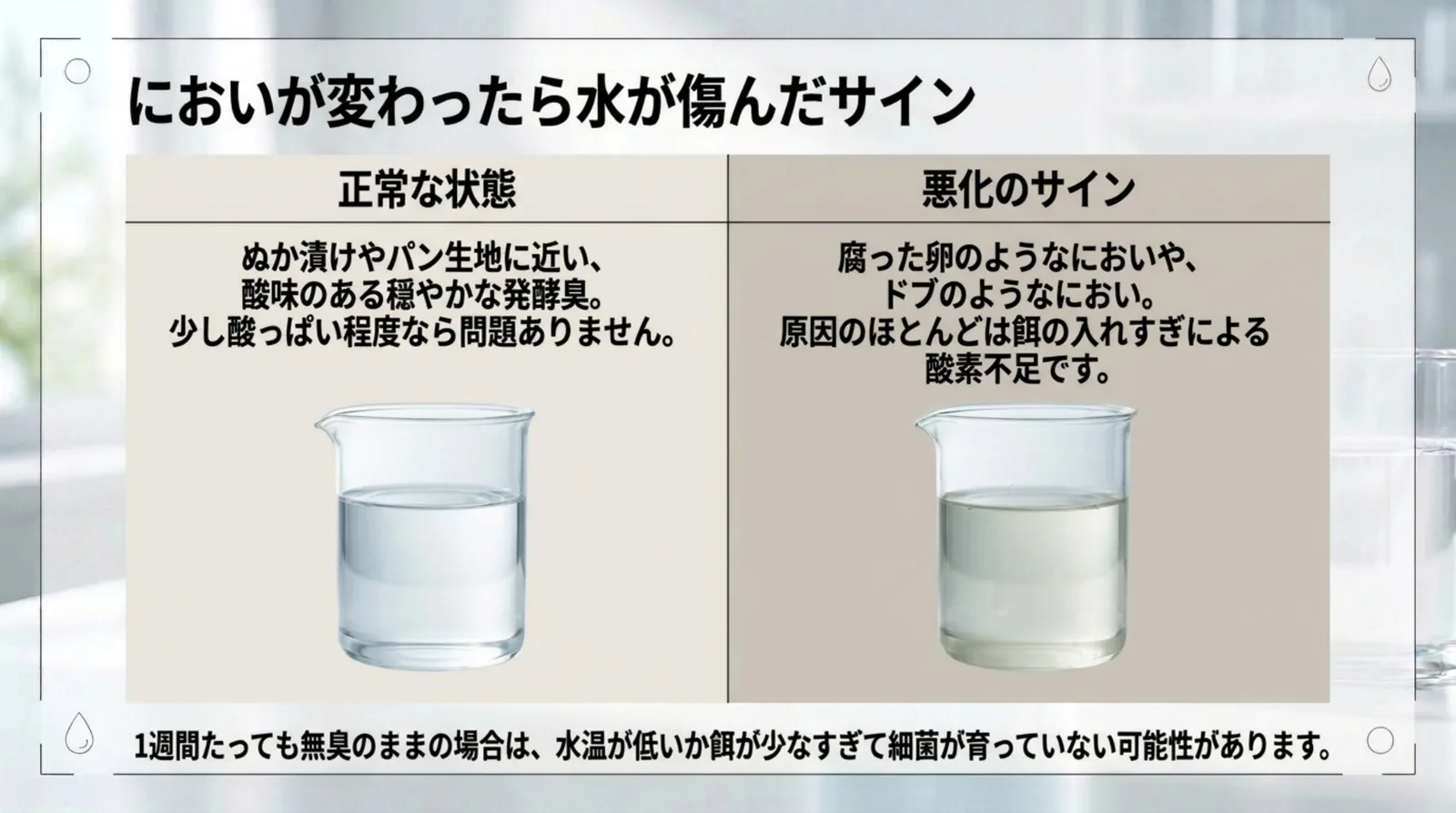 澄んだ水と黄ばんだ水の2つのビーカーを並べ、ぬか漬けのような穏やかな発酵臭は正常、腐った卵やドブのようなにおいは餌の入れすぎによる酸素不足のサインだと比べたスライド