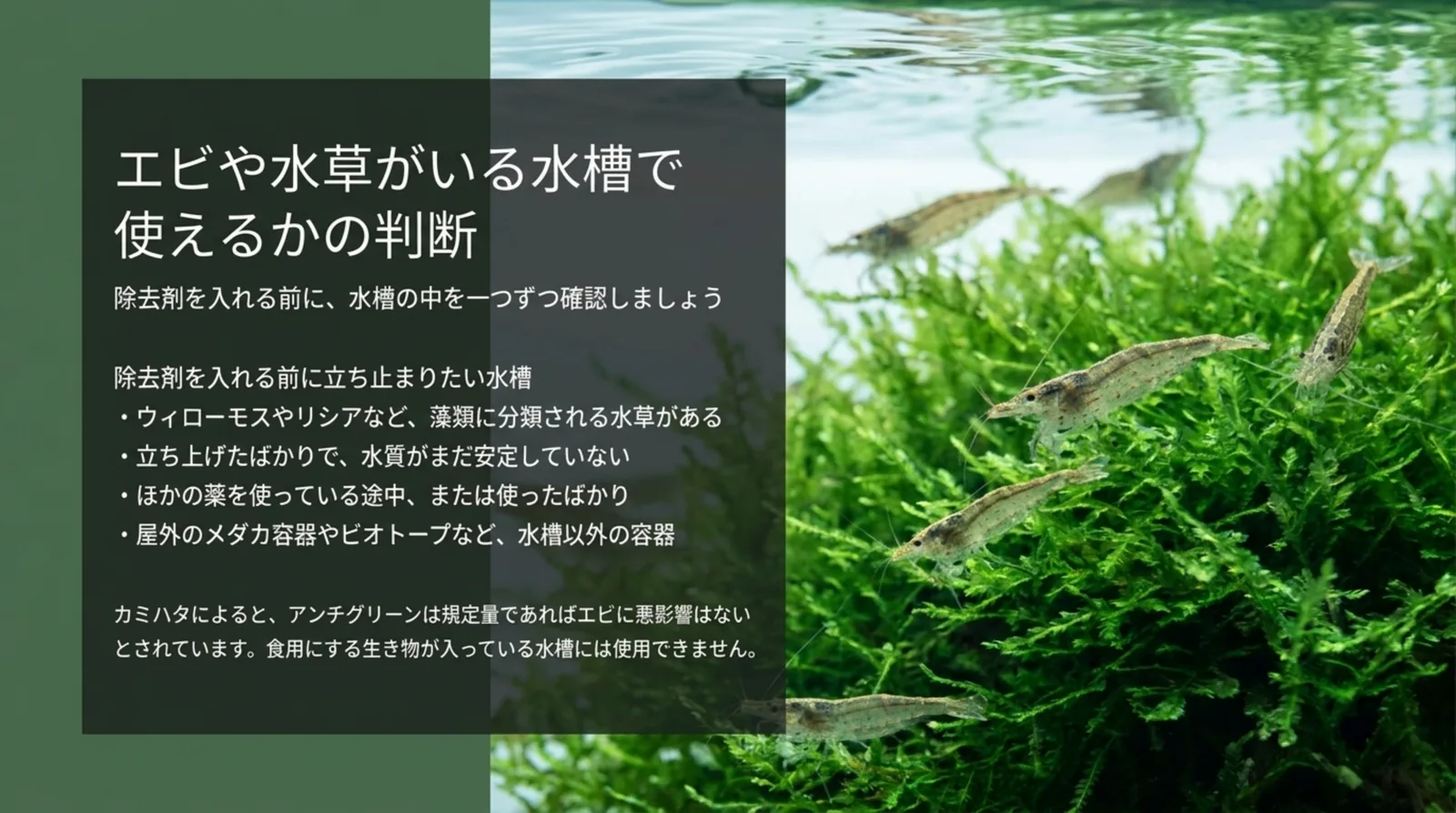 ウィローモスのある水槽や立ち上げ直後の水槽など、除去剤を入れる前に確認したい条件をエビの写真と並べたスライド