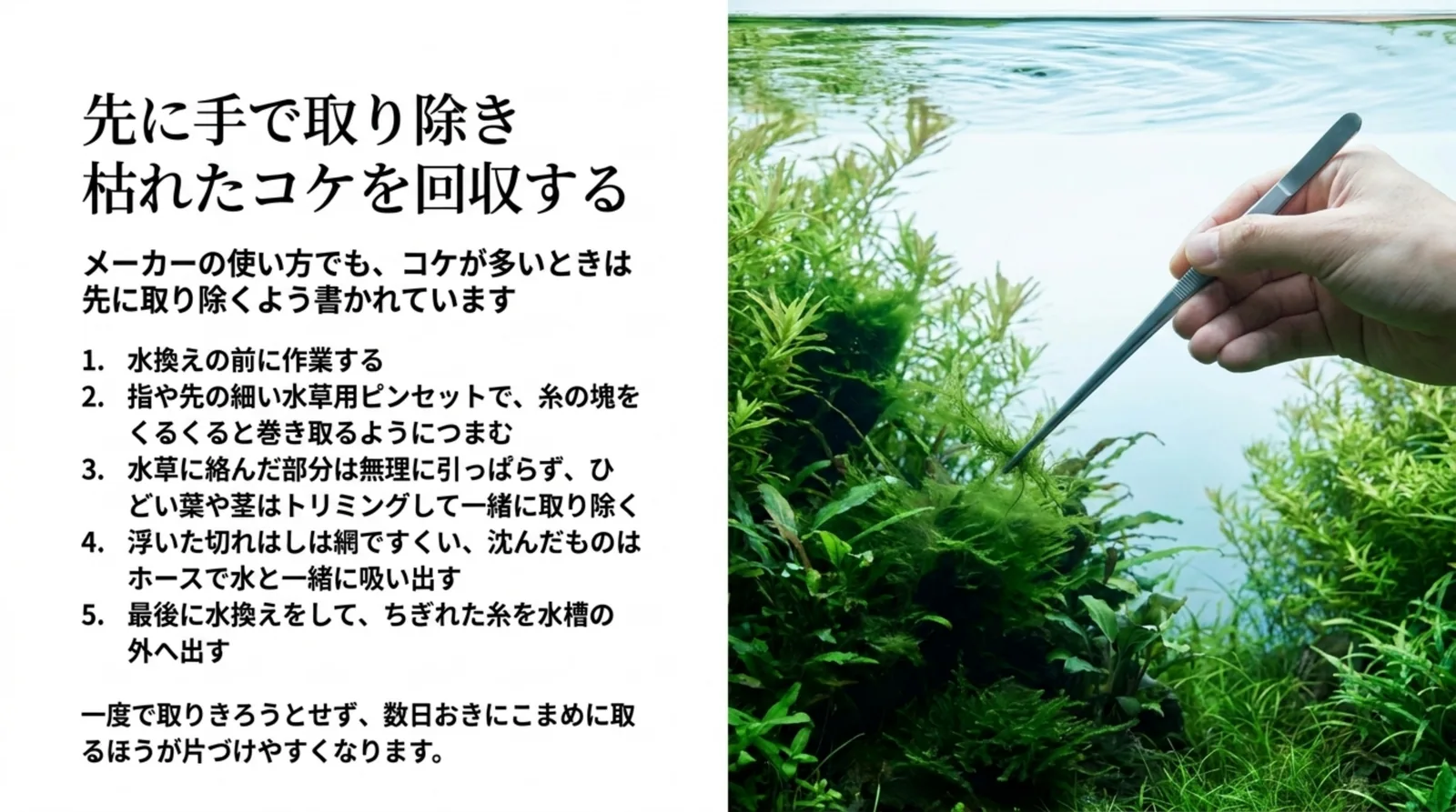 水草用ピンセットでアオミドロをつまむ写真と、水換え前に作業して切れはしを回収する5つの手順のスライド