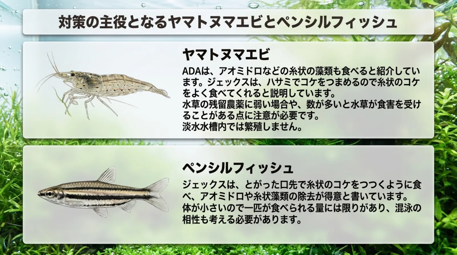 ヤマトヌマエビとペンシルフィッシュがアオミドロなどの糸状のコケを食べることと、それぞれの注意点をまとめたスライド