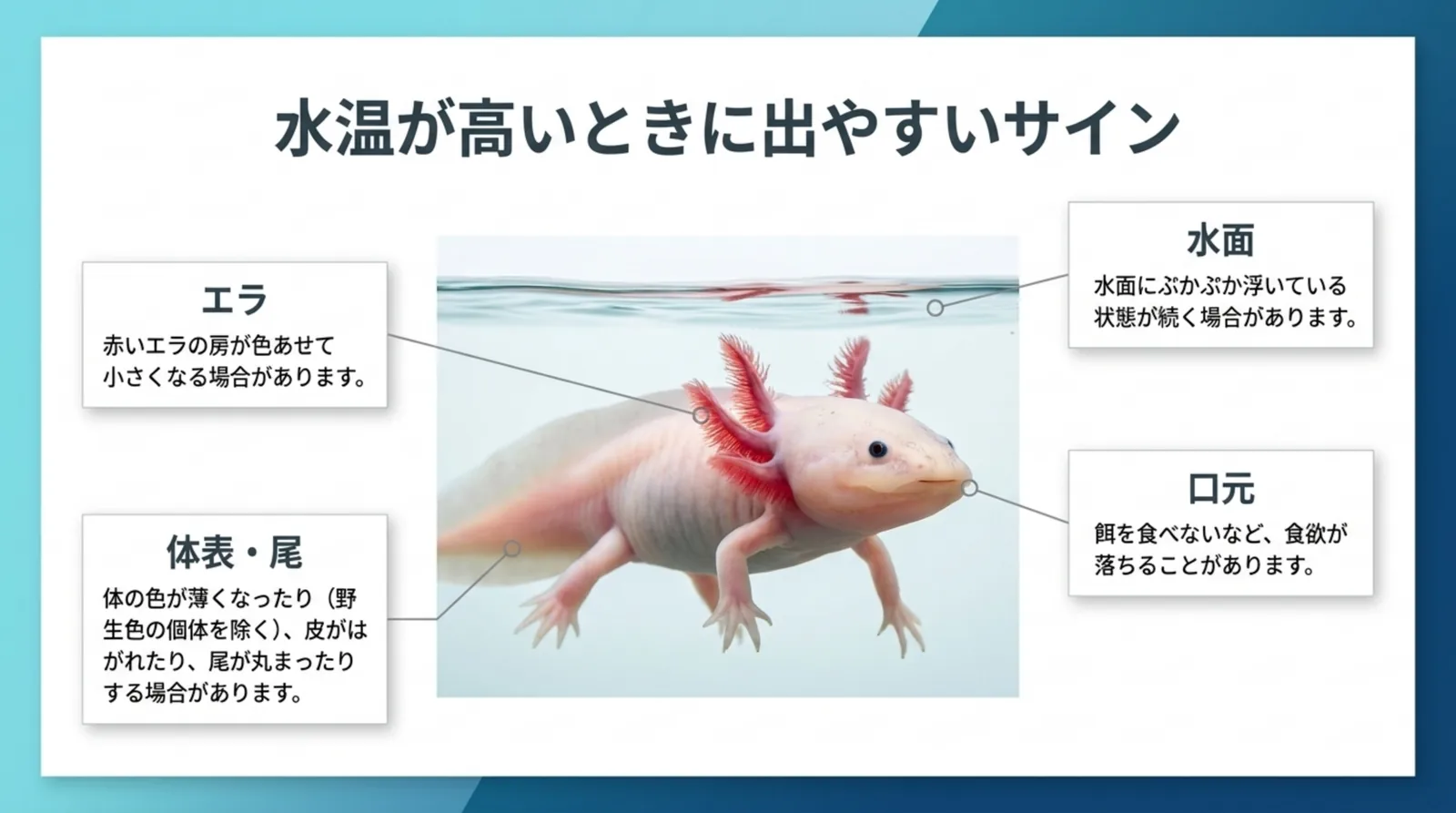 ウーパールーパーの写真に、エラの色あせ、水面に浮く、食欲が落ちる、体の色や尾の変化といった弱ったときのサインを示した図