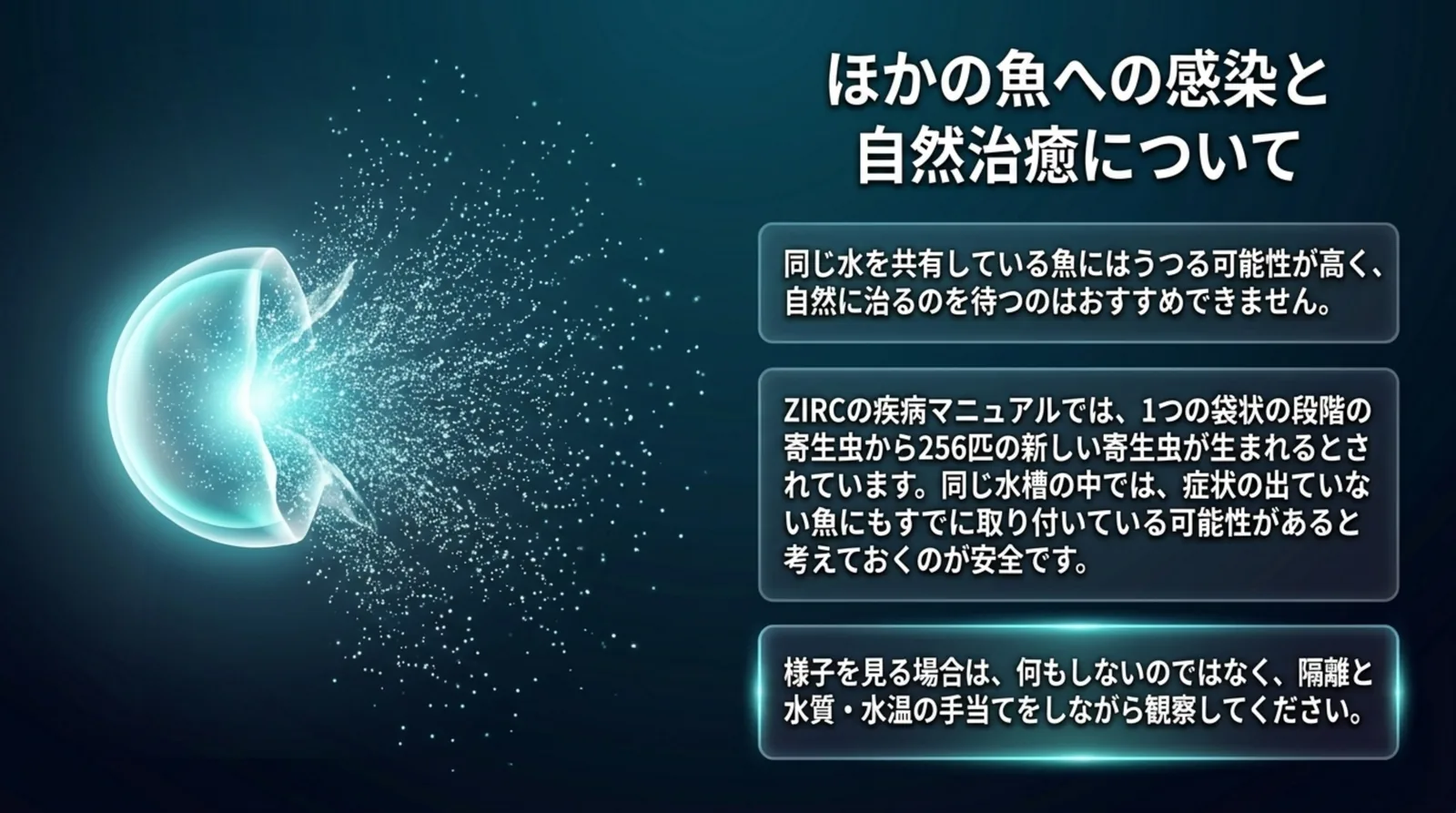 同じ水を共有する魚にはうつる可能性が高く、1つの袋状の段階から256匹の寄生虫が生まれるため、隔離と手当てをしながら観察することを説明したスライド