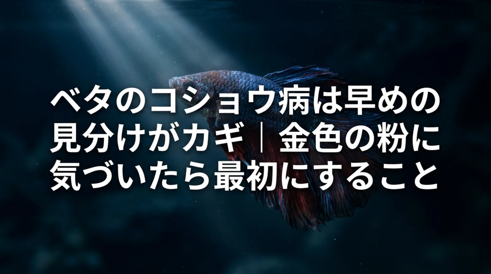 ベタのコショウ病の症状と治し方｜白点病との違いと塩浴・遮光の進め方