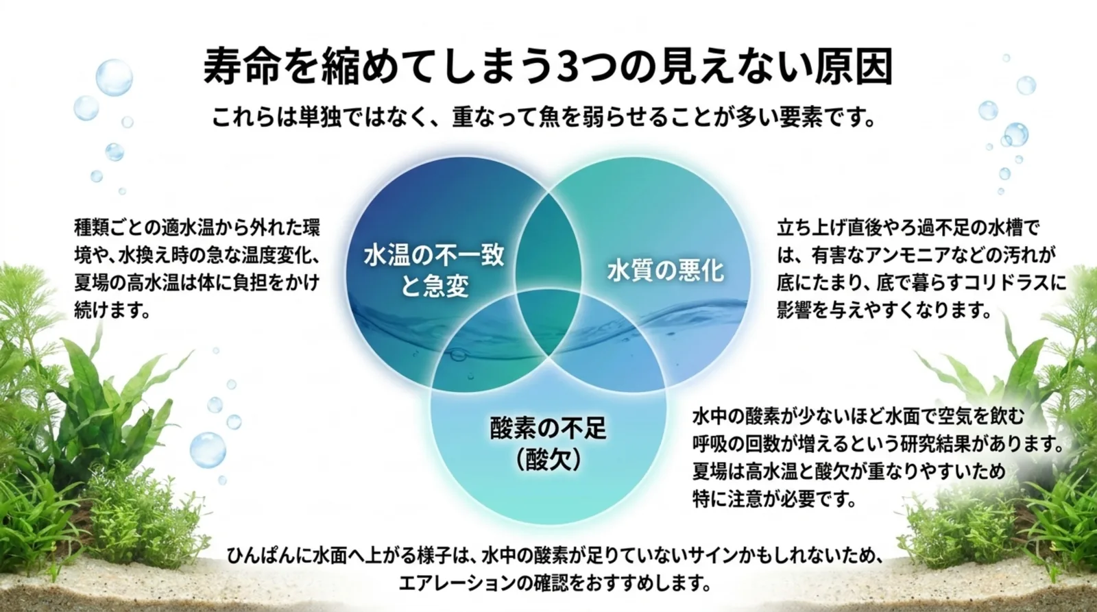 水温の不一致と急変、水質の悪化、酸素の不足の3つの円が重なり、原因が重なって魚を弱らせることを示すスライド