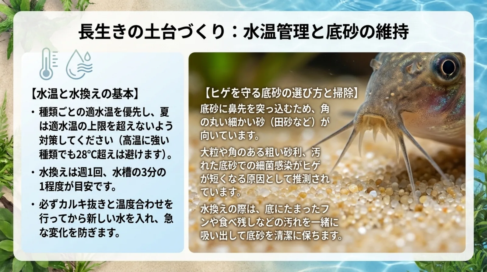種類ごとの適水温と週1回3分の1の水換えの目安、角の丸い細かい砂を清潔に保つ底砂の管理をまとめたスライド