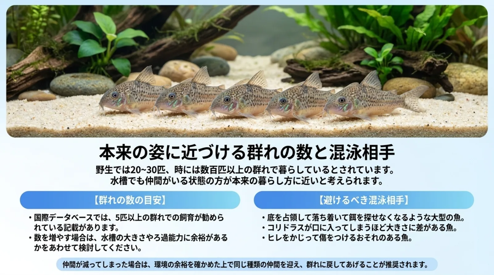 砂底に並ぶ5匹のコリドラスの写真と、5匹以上の群れの目安や避けたい混泳相手をまとめたスライド