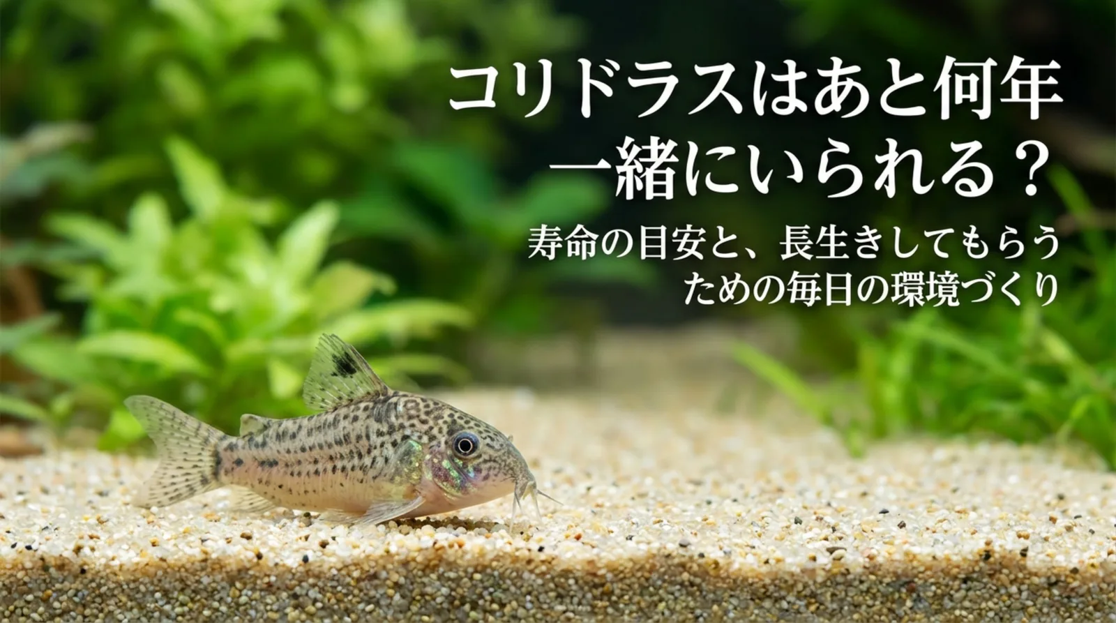 コリドラスの寿命は何年？飼育下の目安と短命になる原因・長生きのコツ