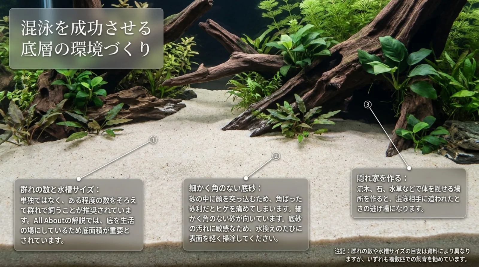 細かい砂を敷き流木と水草を置いた水槽で、群れの数と水槽サイズ・角のない底砂・隠れ家の3点を示したスライド