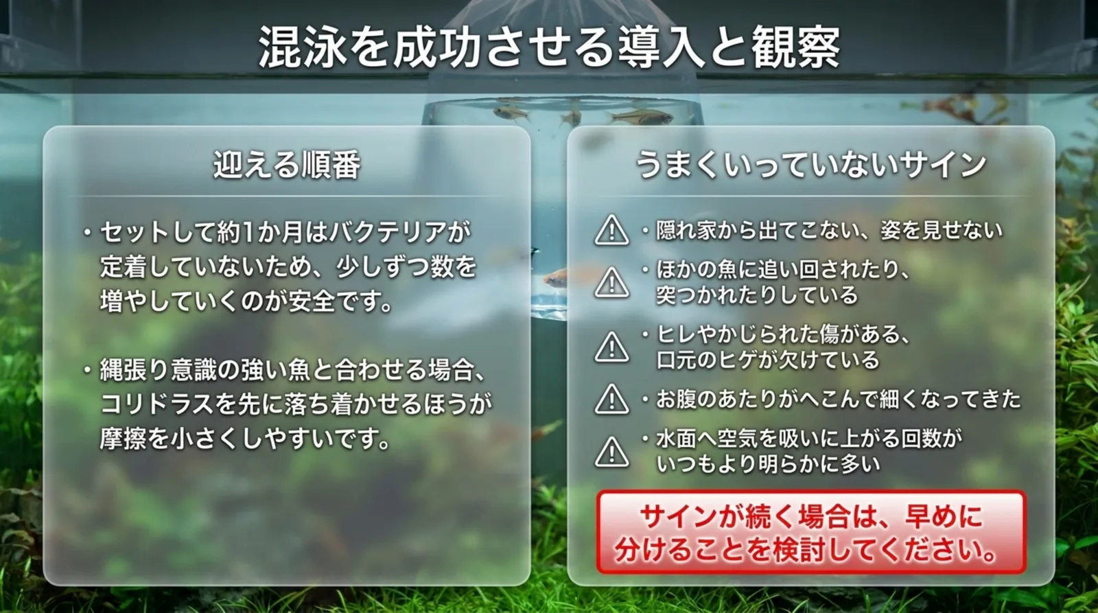 少しずつ数を増やす迎え方と、隠れて出てこない・追い回される・やせるなど混泳がうまくいっていないサインをまとめたスライド